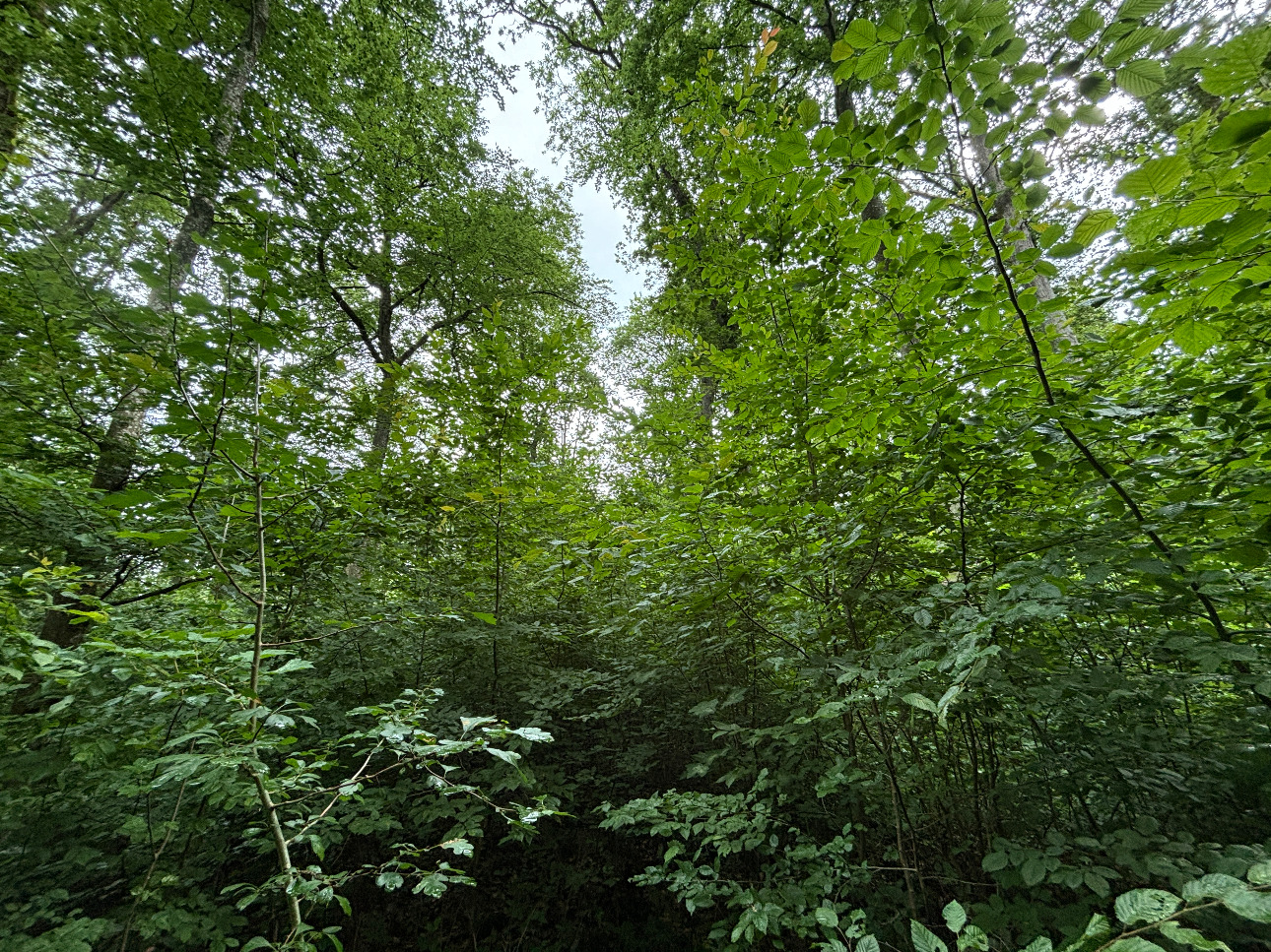 Photos 2 - Forestière - Massif forestier feuillu de 75 ha en Moselle