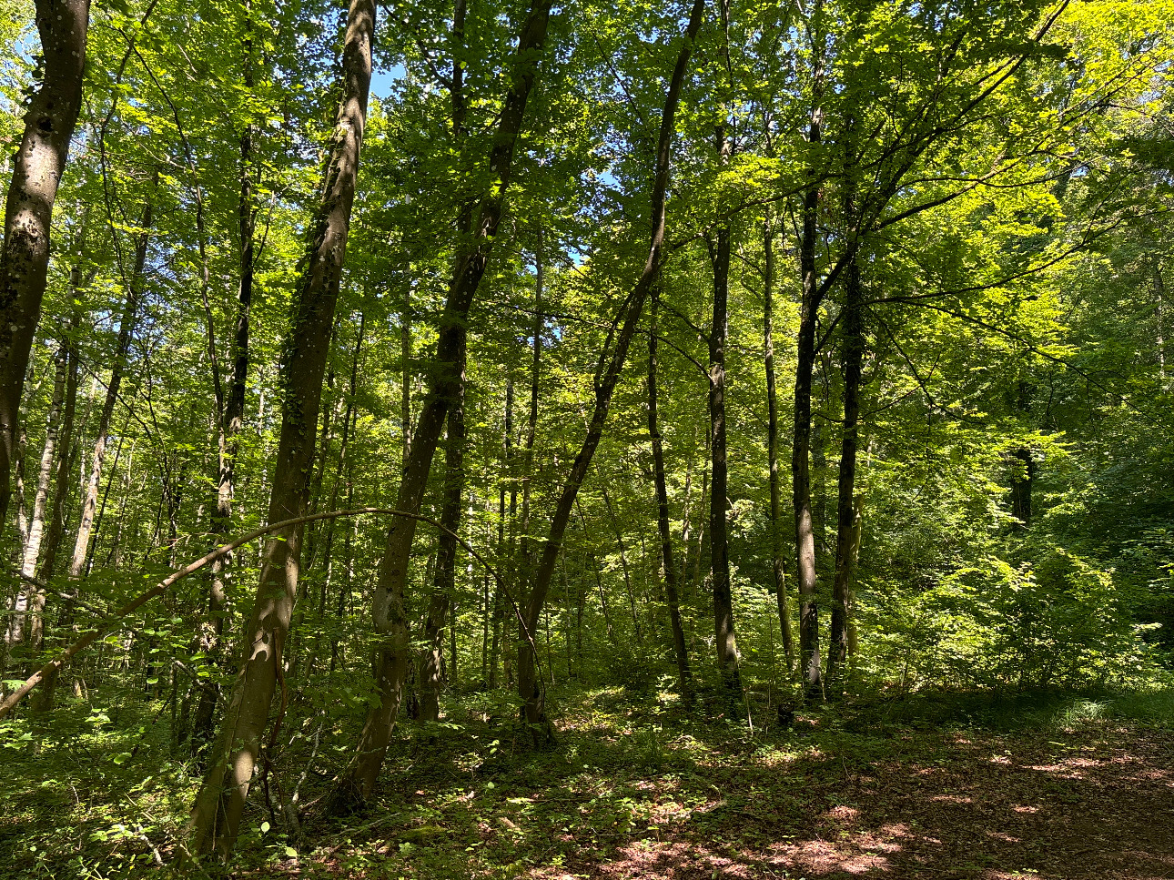 Photos 3 - Forest - Massif forestier feuillu de 75 ha en Moselle