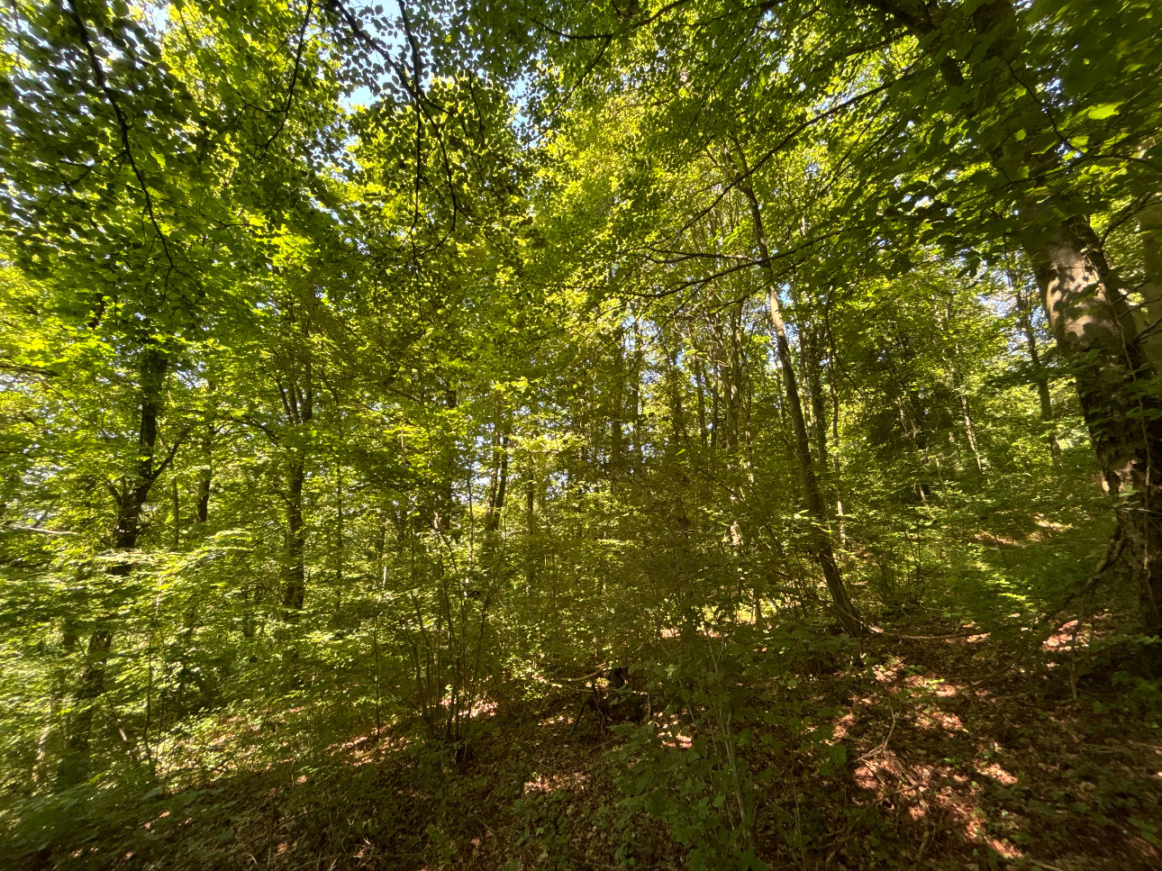 Photos 4 - Forestière - Massif forestier feuillu de 75 ha en Moselle