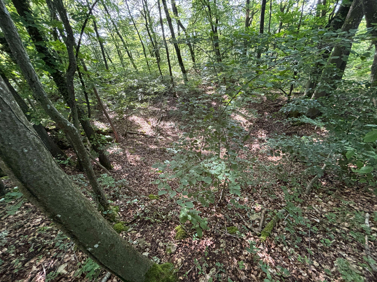 Photos 5 - Forestière - Massif forestier feuillu de 75 ha en Moselle