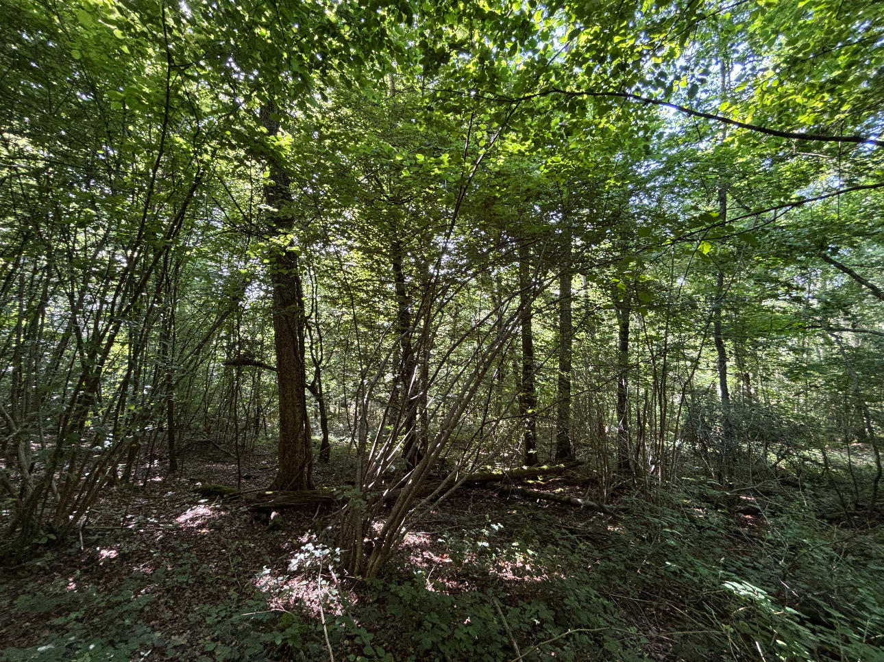 Photos 6 - Forestière - Massif forestier feuillu de 75 ha en Moselle