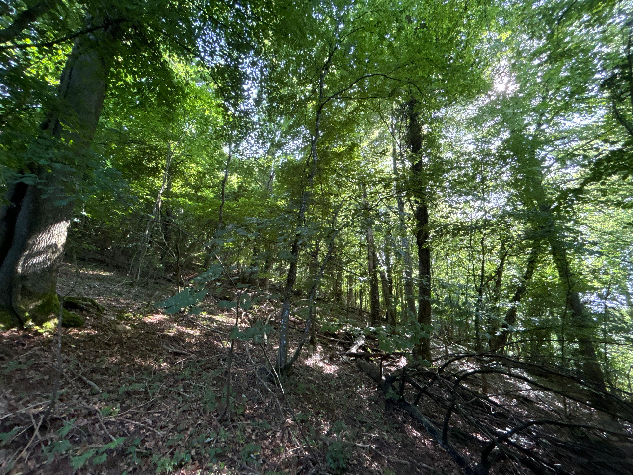 Photos 7 - Forestière - Massif forestier feuillu de 75 ha en Moselle