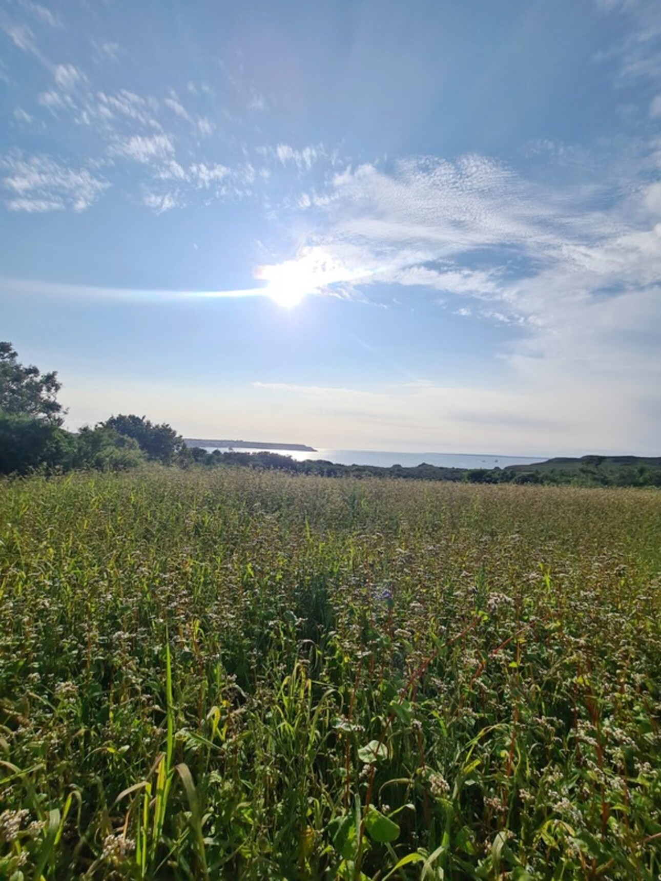 Photos 1 - Foncière - Terrain à vendre  CROZON (29)