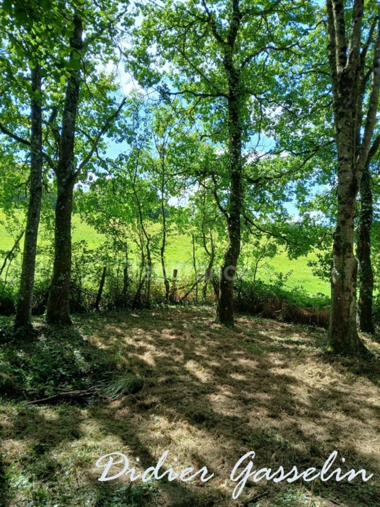 Photos 3 - Foncière - Terrain à vendre  GREEZ SUR ROC (72)