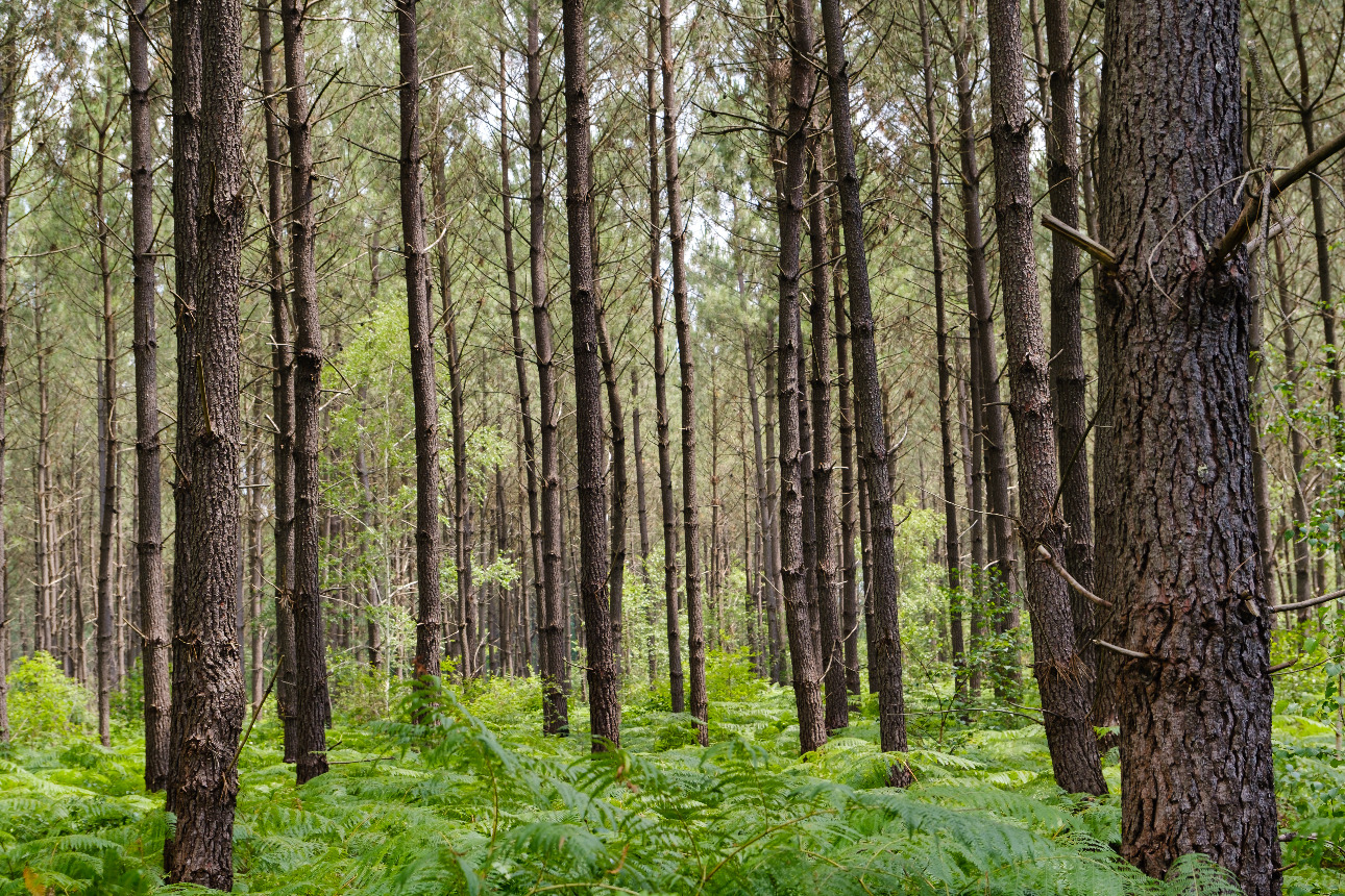 Photos 7 - Forest - 47 hectares de pin maritime à vendre en région Grande Aquitaine