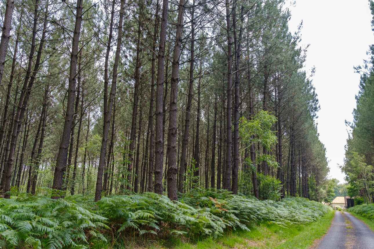 Photos 9 - Forestière - 47 hectares de pin maritime à vendre en région Grande Aquitaine