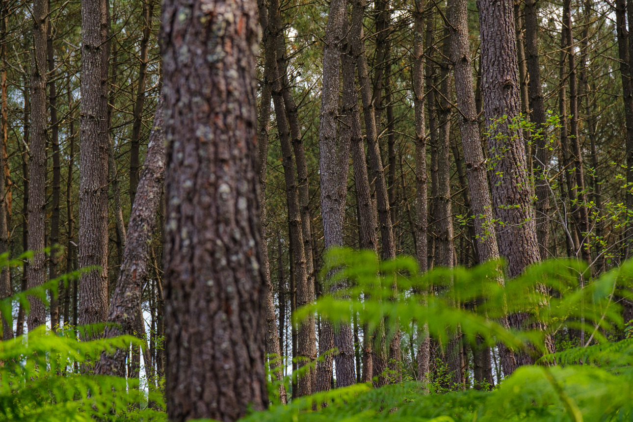 Photos 1 - Forest - 47 hectares de pin maritime à vendre en région Grande Aquitaine