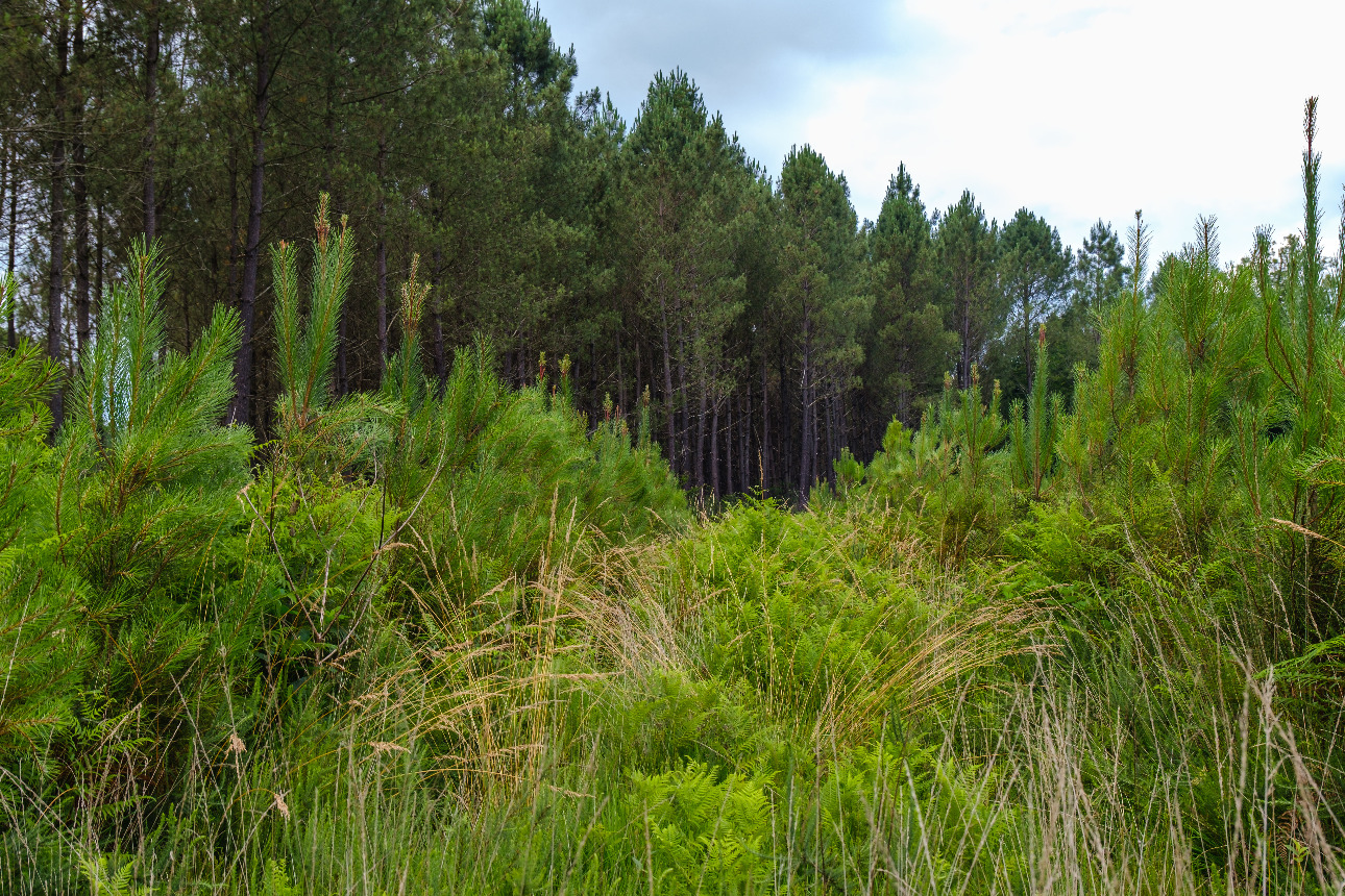 Photos 6 - Forest - 47 hectares de pin maritime à vendre en région Grande Aquitaine