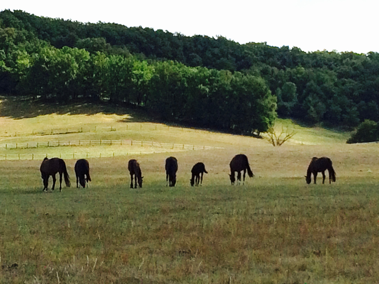 Photos 11 - Agricultural - La Baronnie, Domaine clos, vacances, chevaux, chasse, quad