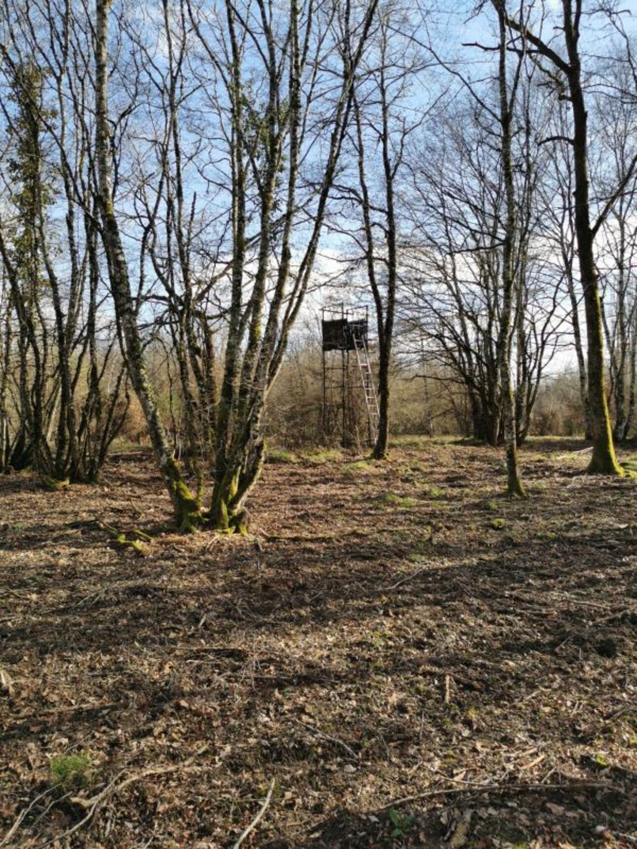 Photos 13 - Forest - PROPRIÉTÉ DE 9.5HA AVEC ÉTANG