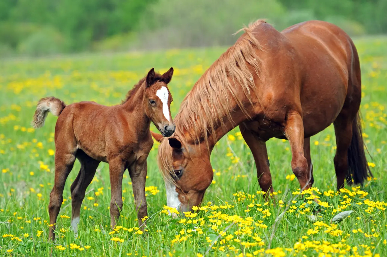 Photos 10 - Équestre - RARE  AU NORD DE L’ILLE ET VILAINE PROPRIETE EQUESTRE SUR 10 HECTARES.