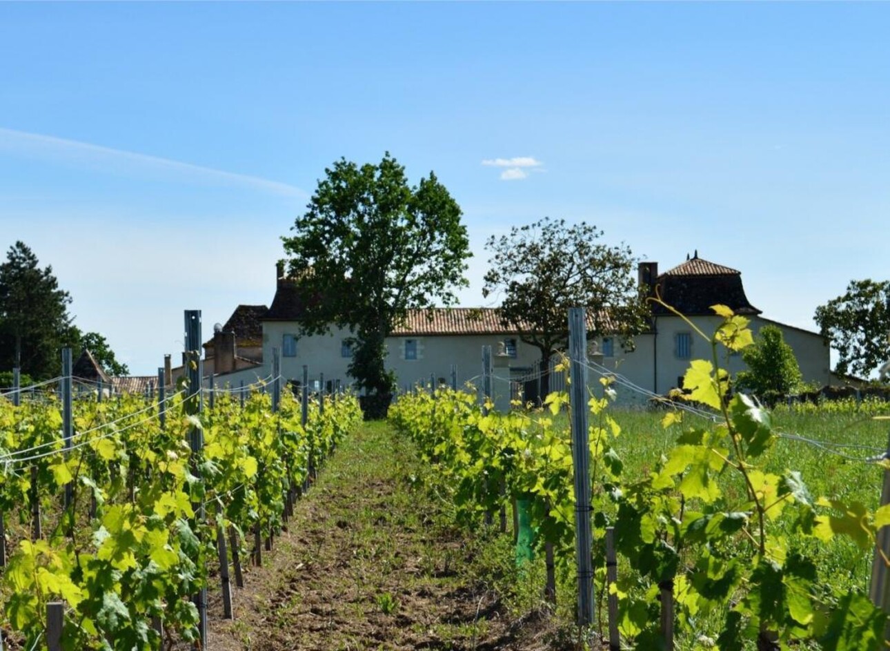 Photos 9 - Vineyard - Sumptuous Chartreuse estate & hobby vineyard near St Emilion