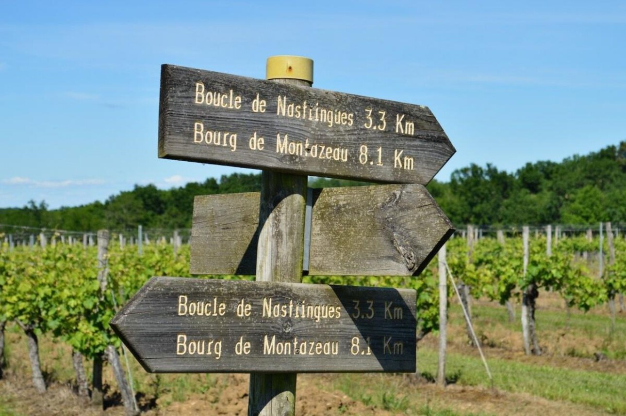 Photos 11 - Vineyard - Sumptuous Chartreuse estate & hobby vineyard near St Emilion