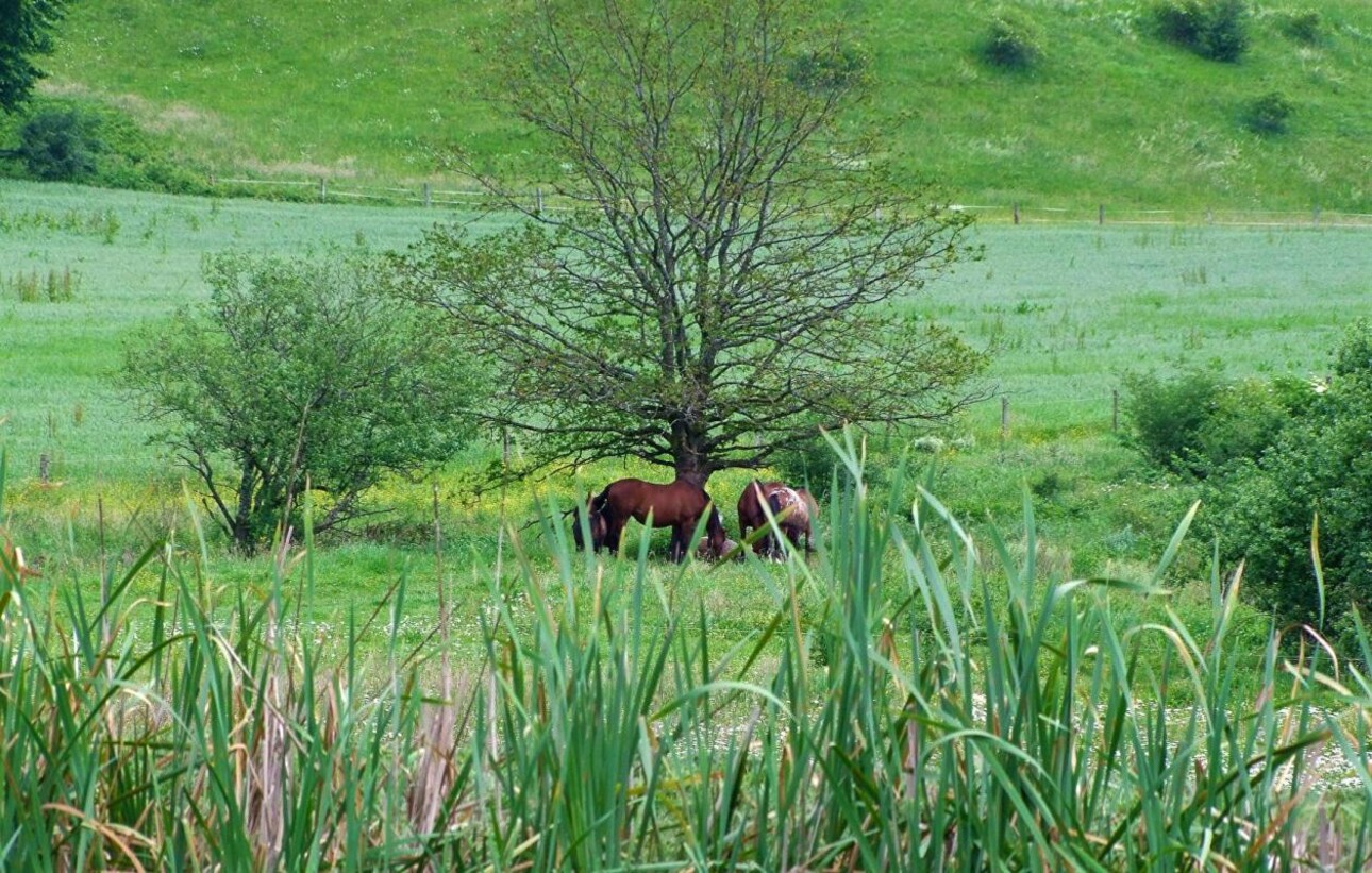 Photos 7 - Prestige - BIENVENUE à la FERME du SAINANS