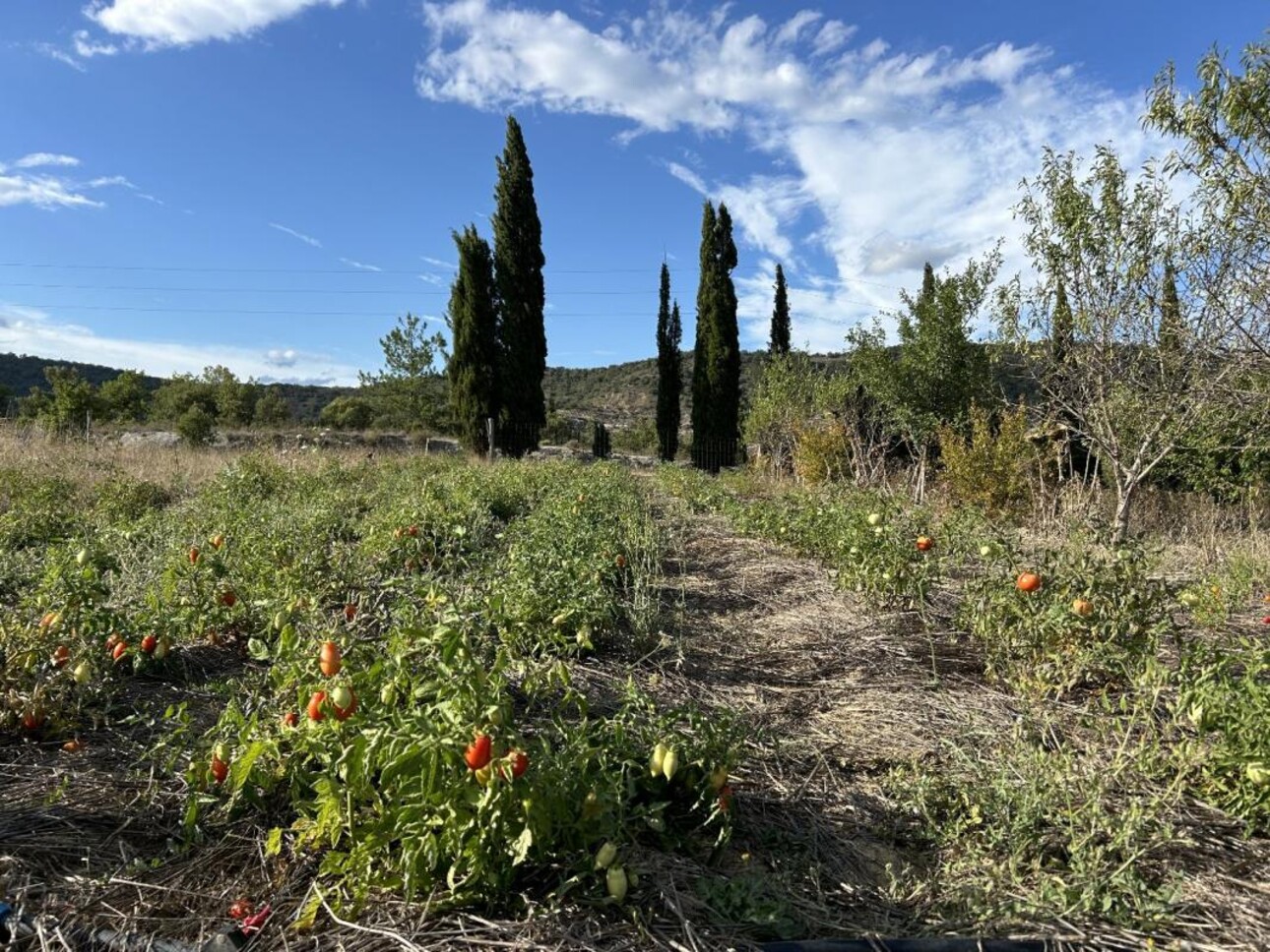 Photos 6 - Agricole - Maison