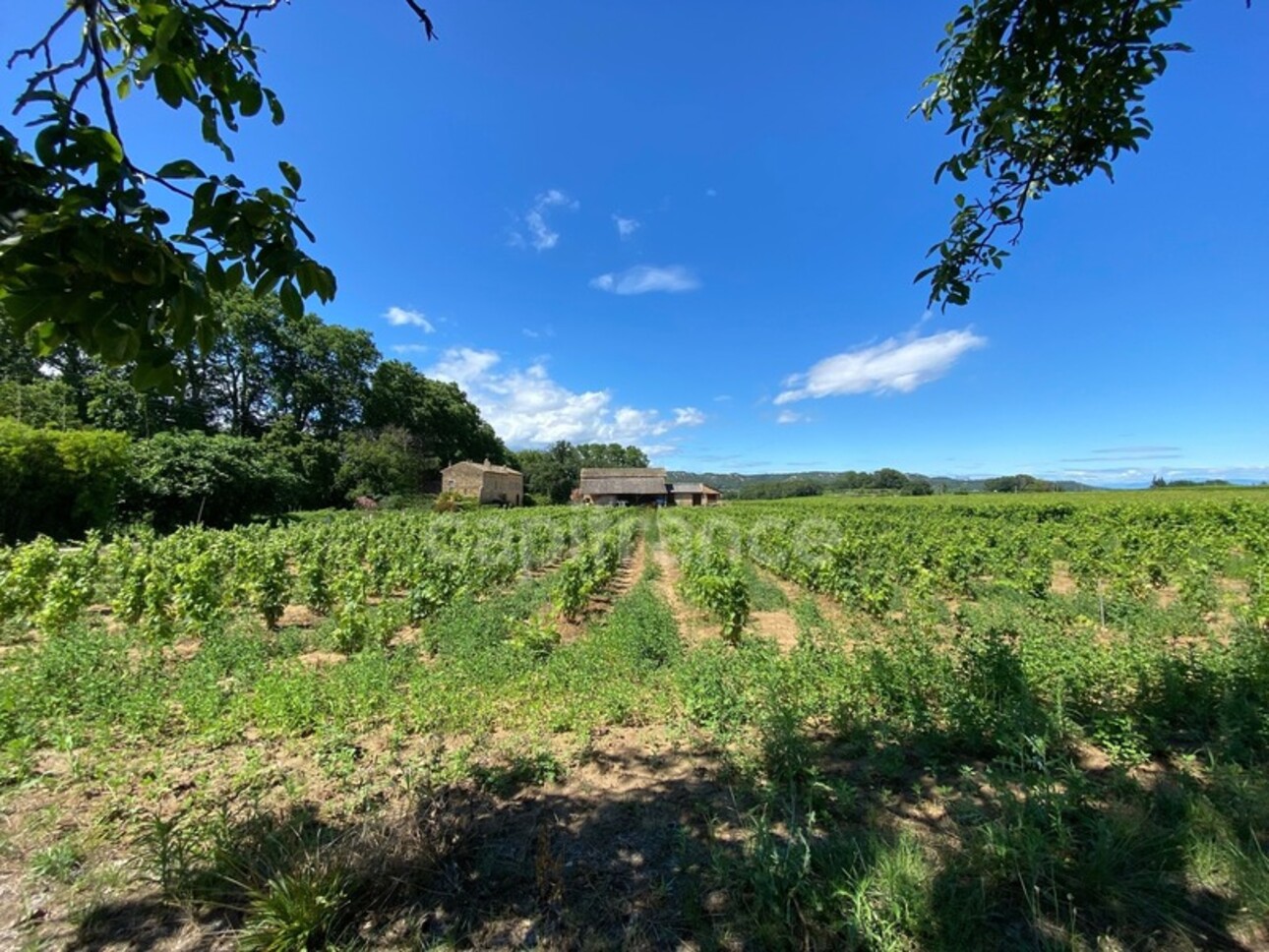 Photos 4 - Viticole - Dpt Gard (30), Domaine viticole de 16 hectares avec Chai et ancienne ferme indépendante