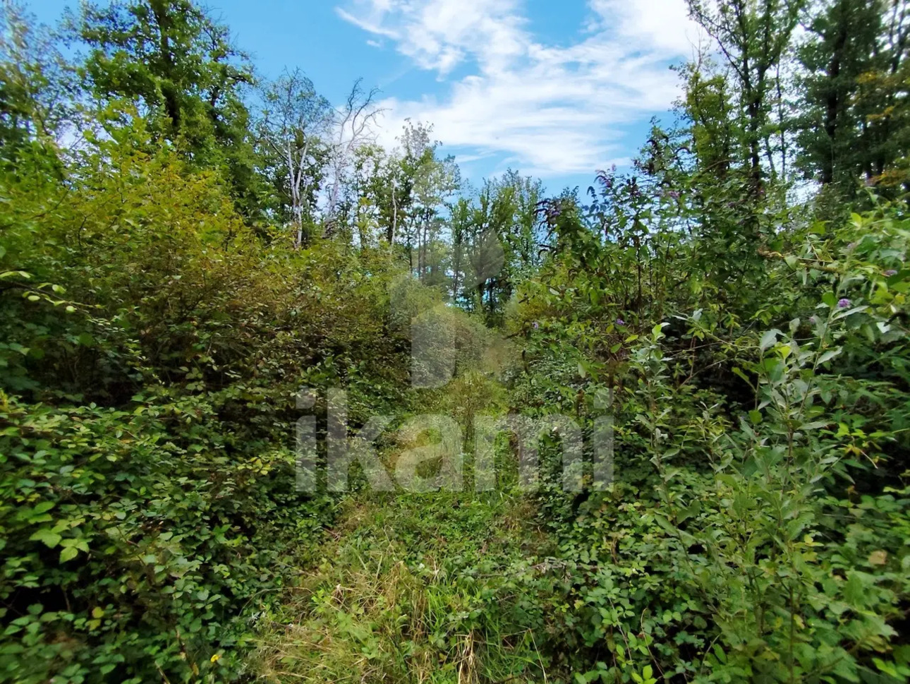 Photos 1 - Forestière - Lot de deux parcelles attenantes de 6,4 ha - bois de taillis et chênes