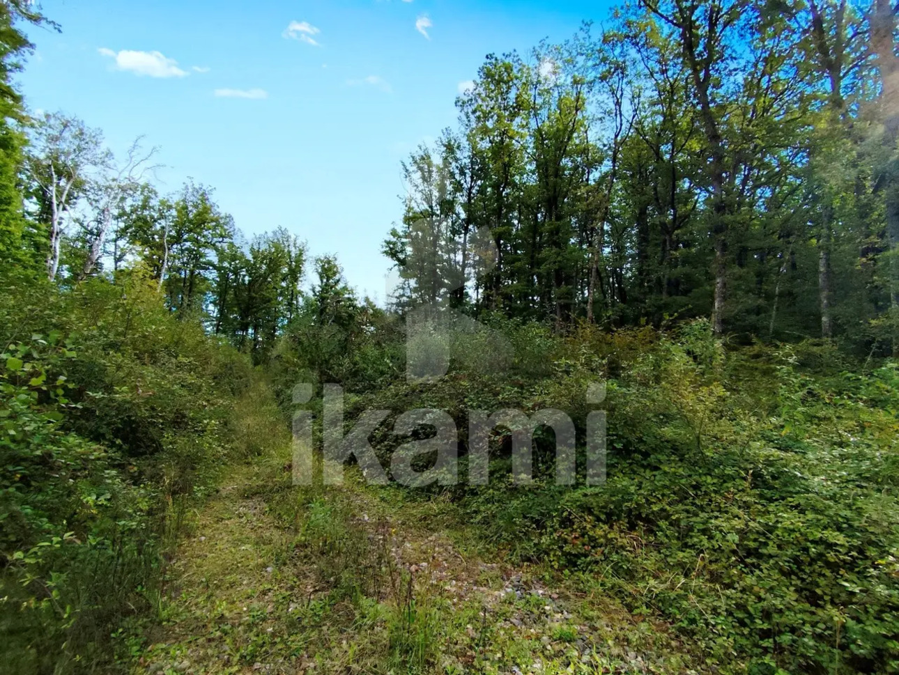 Photos 2 - Forestière - Lot de deux parcelles attenantes de 6,4 ha - bois de taillis et chênes