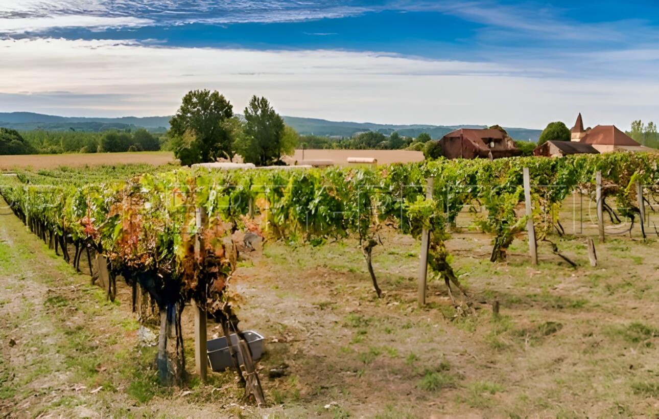 Photos 1 - Vineyard - LOT DOMAINE VITICOLE AOC CAHORS 19 HA