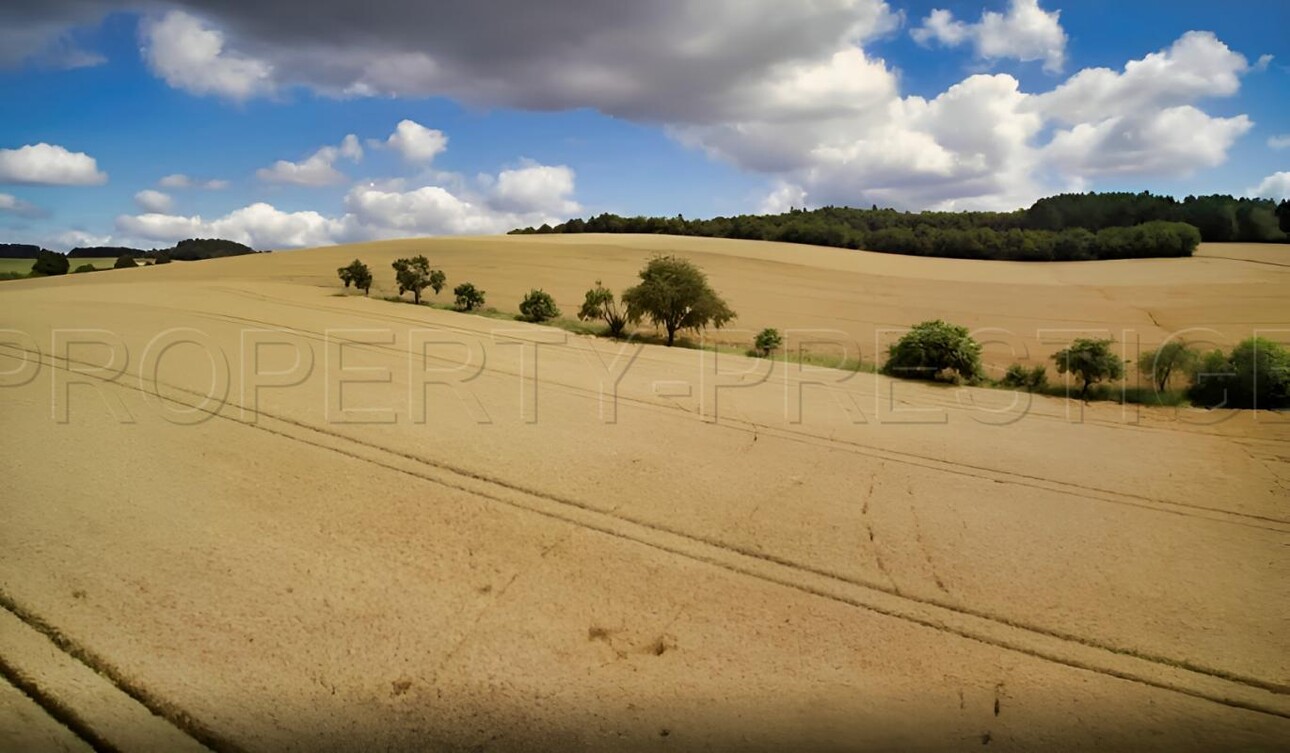 Photos 2 - Agricole - CHER PROPRIETE AGRICOLE 250 HA