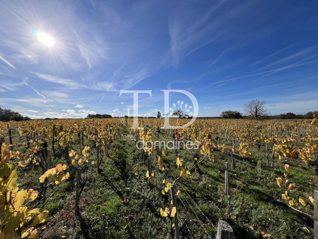 Photos 1 - Viticole - Parcelle de vignes en production en AOC