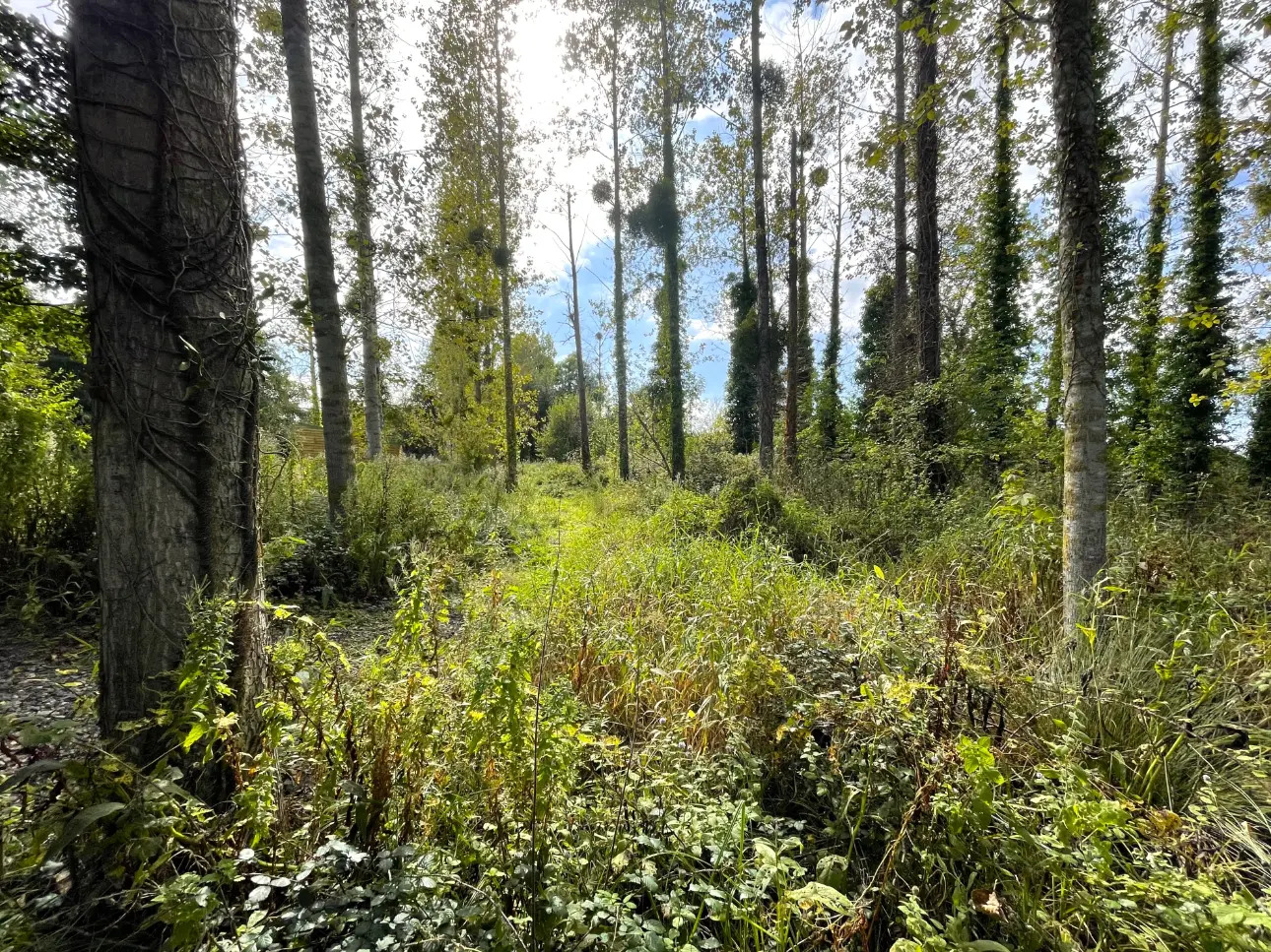 Photos 6 - Forest - HUNTING AND FISHING AREA IN CALVADOS