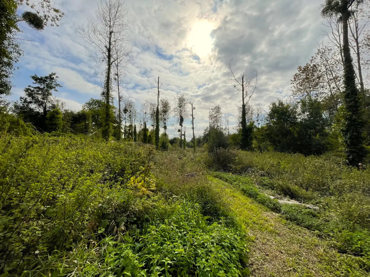 Photos 7 - Forestière - DOMAINE DE CHASSE ET DE PECHE DANS LE CALVADOS