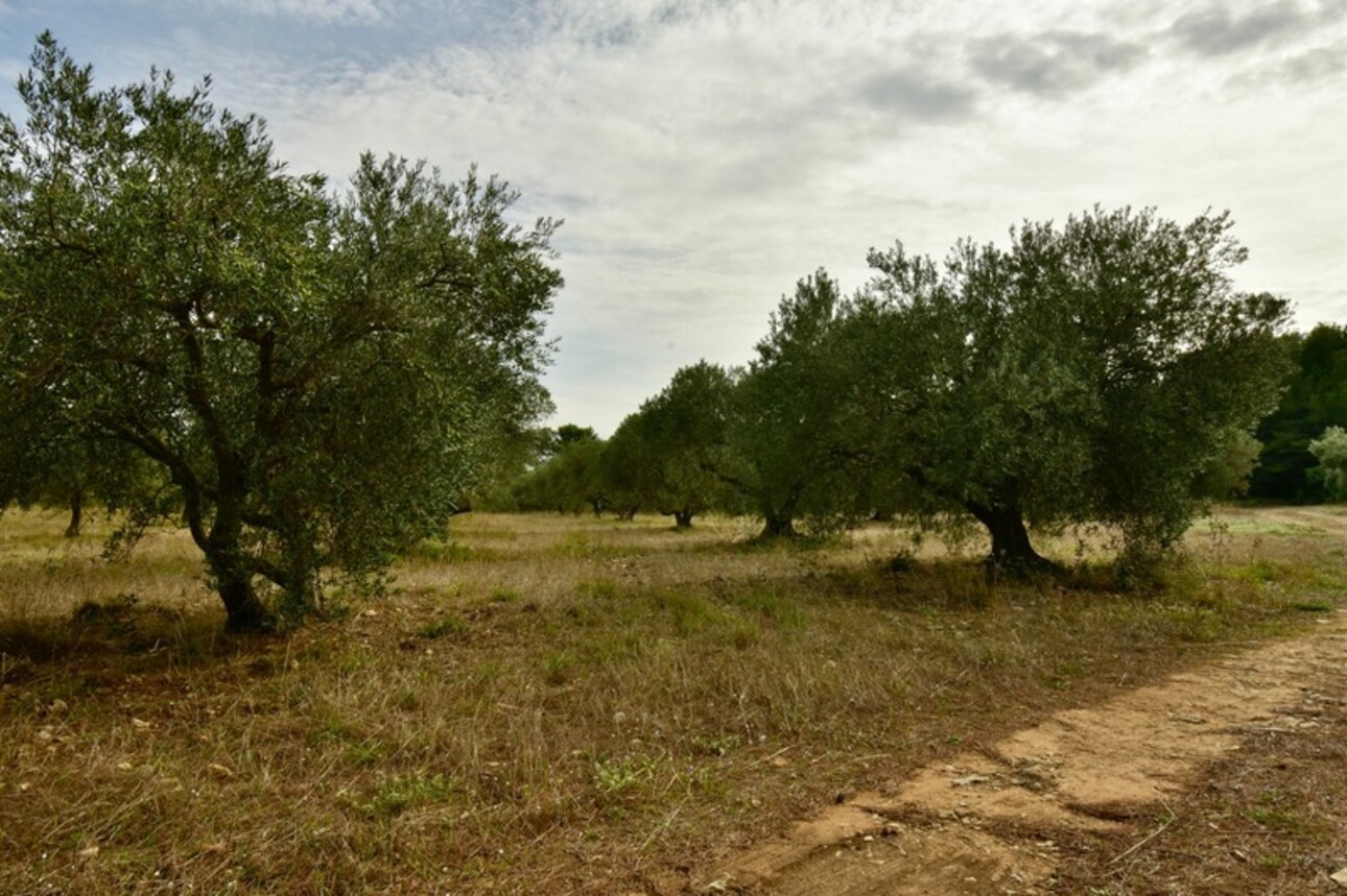 Photos 1 - Agricultural - Dpt Bouches du Rhône (13), à vendre FONTVIEILLE terrain