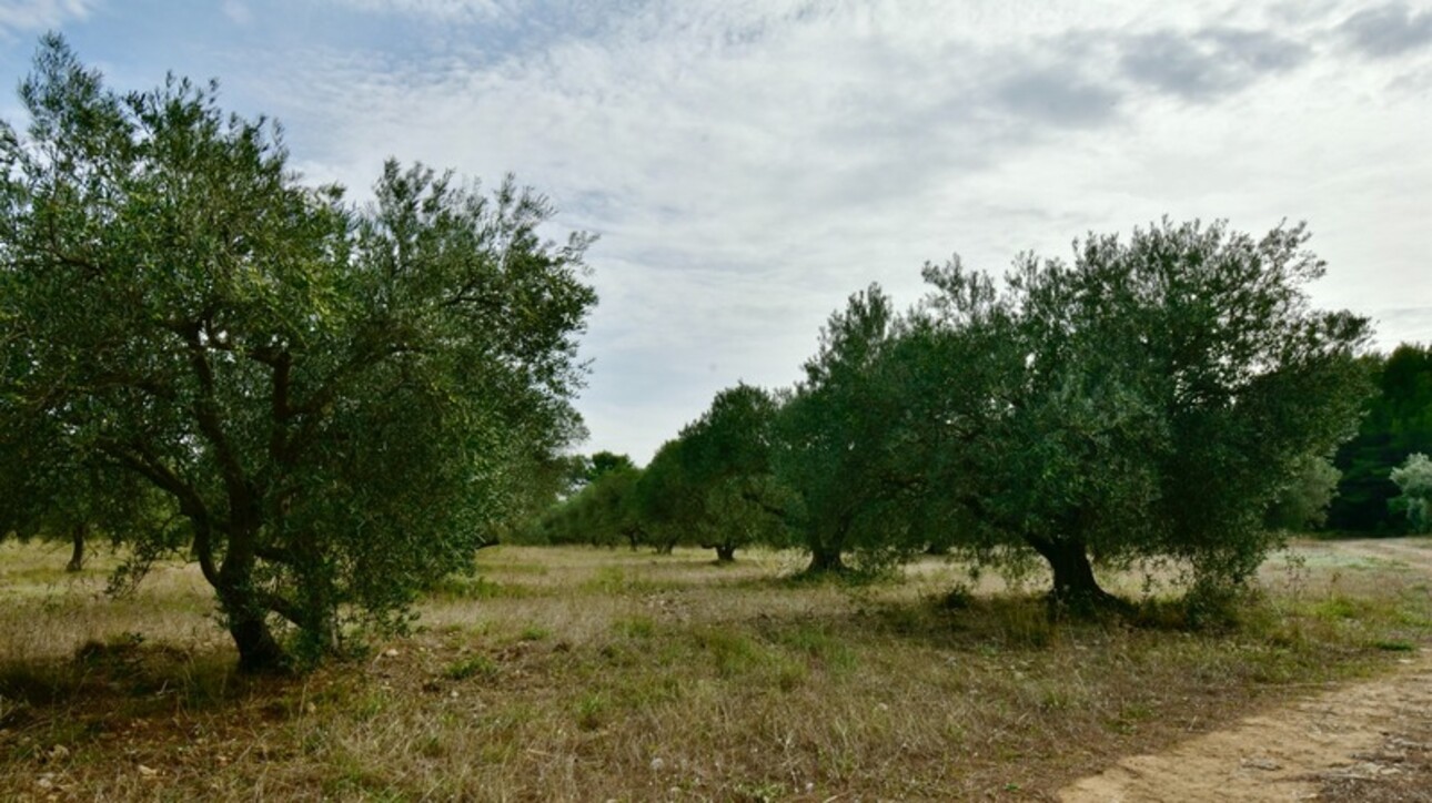 Photos 2 - Agricultural - Dpt Bouches du Rhône (13), à vendre FONTVIEILLE terrain