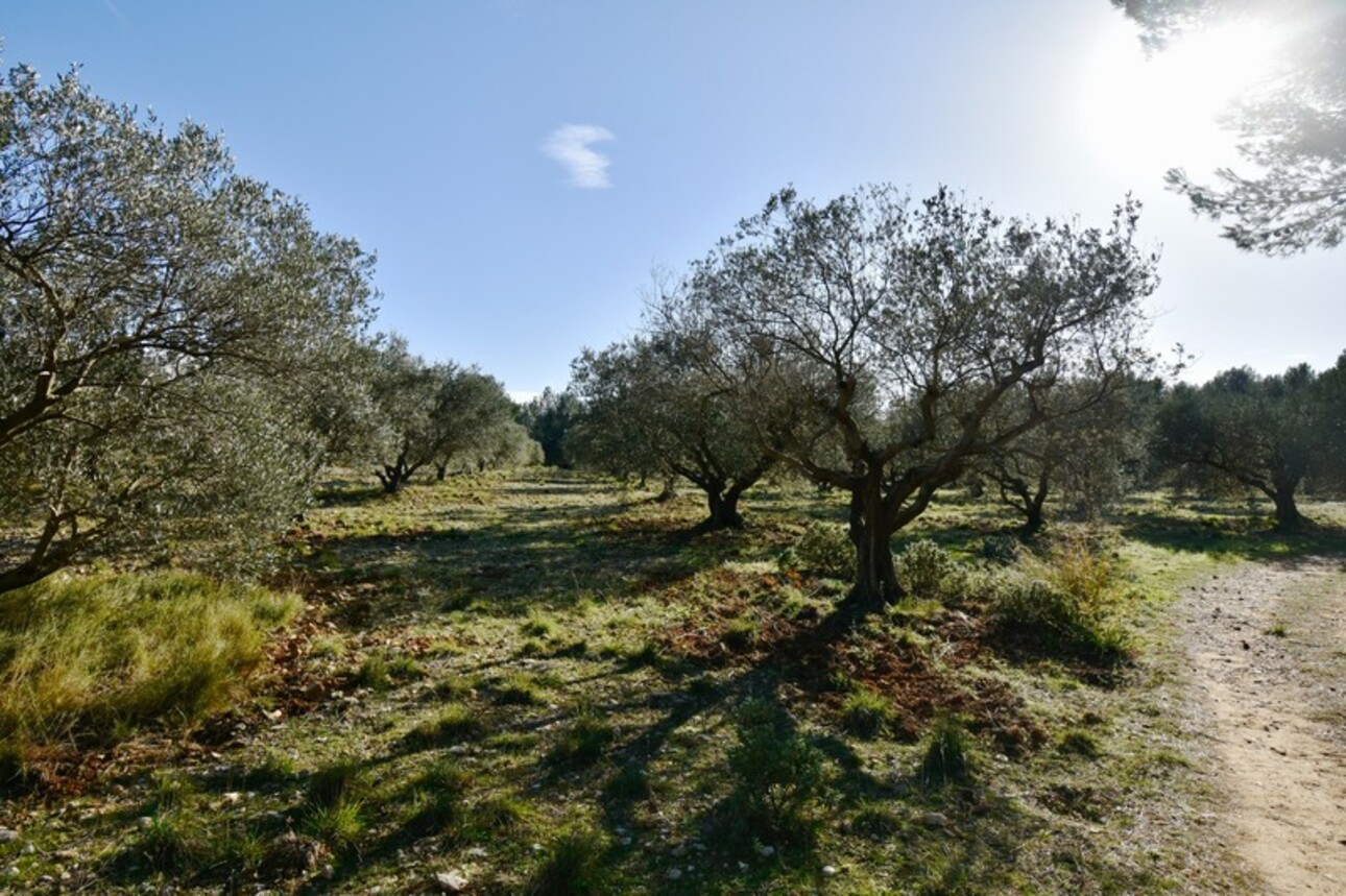 Photos 3 - Agricole - Dpt Bouches du Rhône (13), à vendre FONTVIEILLE terrain