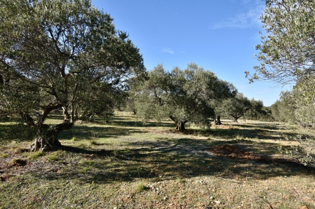 Photos 4 - Agricultural - Dpt Bouches du Rhône (13), à vendre FONTVIEILLE terrain