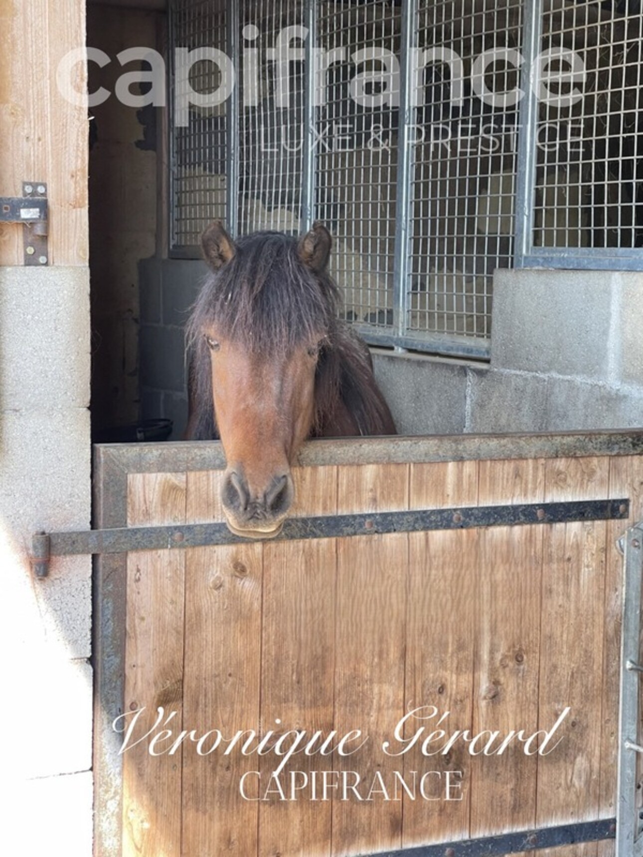 Photos 29 - Équestre - PROPRIETE EQUESTRE SUR PLUS DE 10 HECTARES