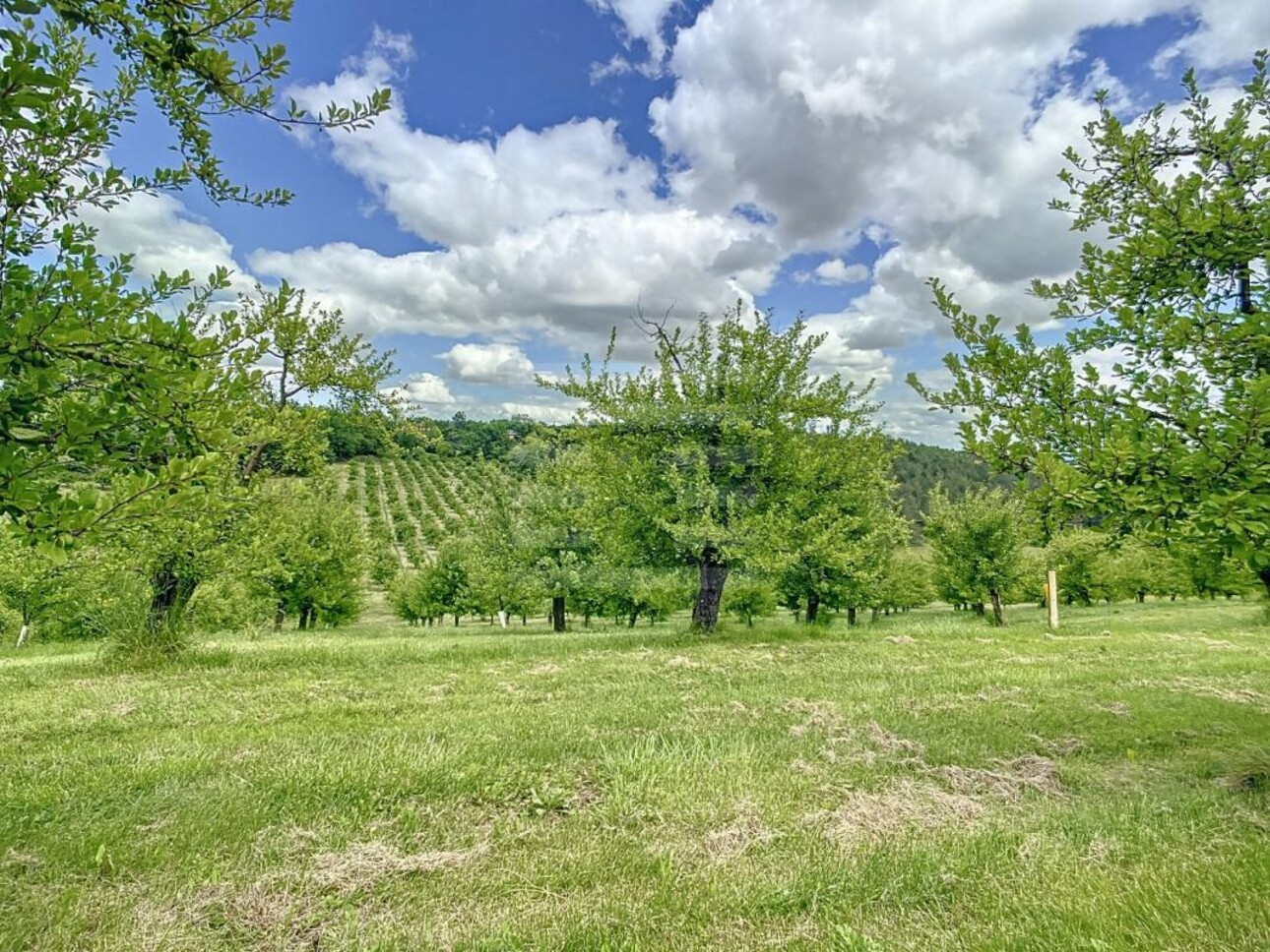 Photos 1 - Agricultural - Orchard property