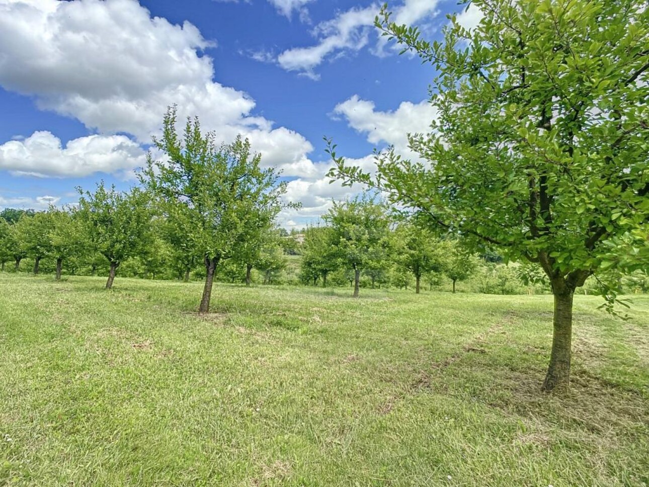 Photos 2 - Agricultural - Orchard property