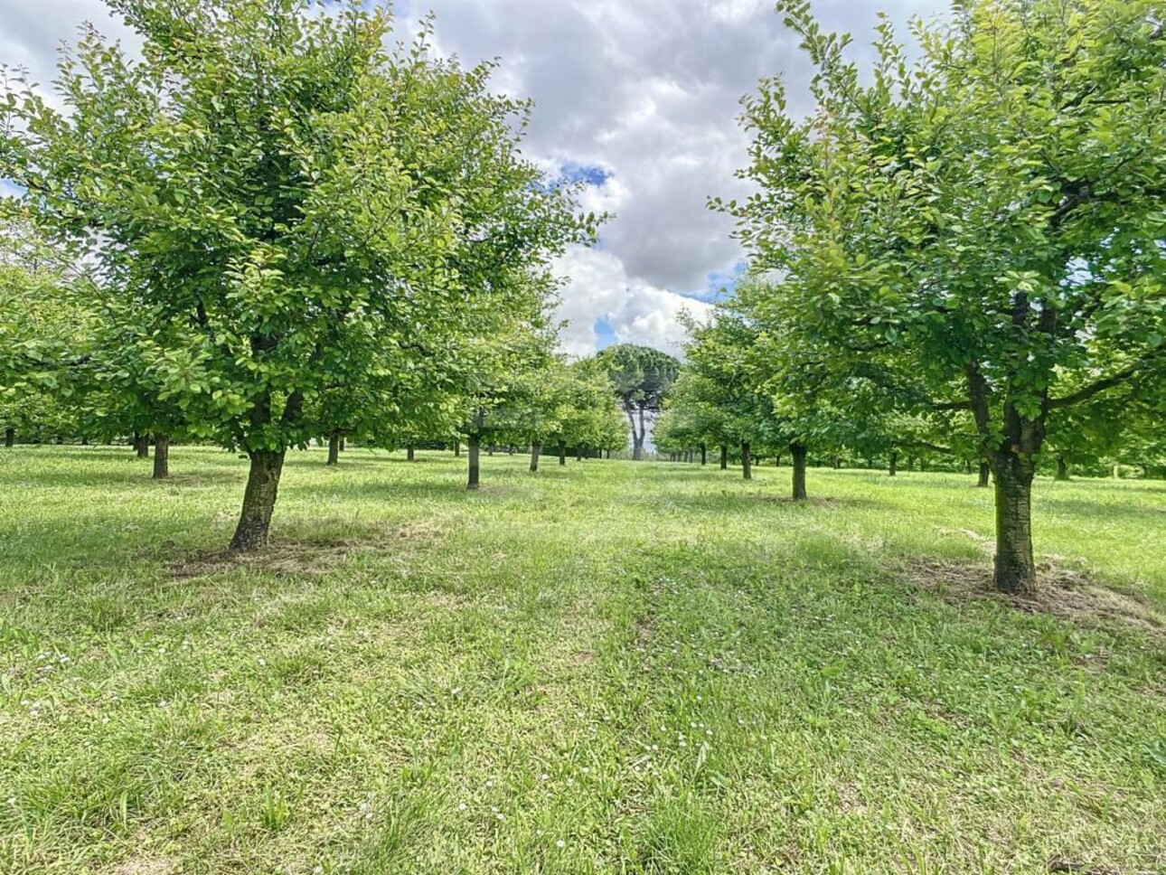 Photos 3 - Agricultural - Orchard property