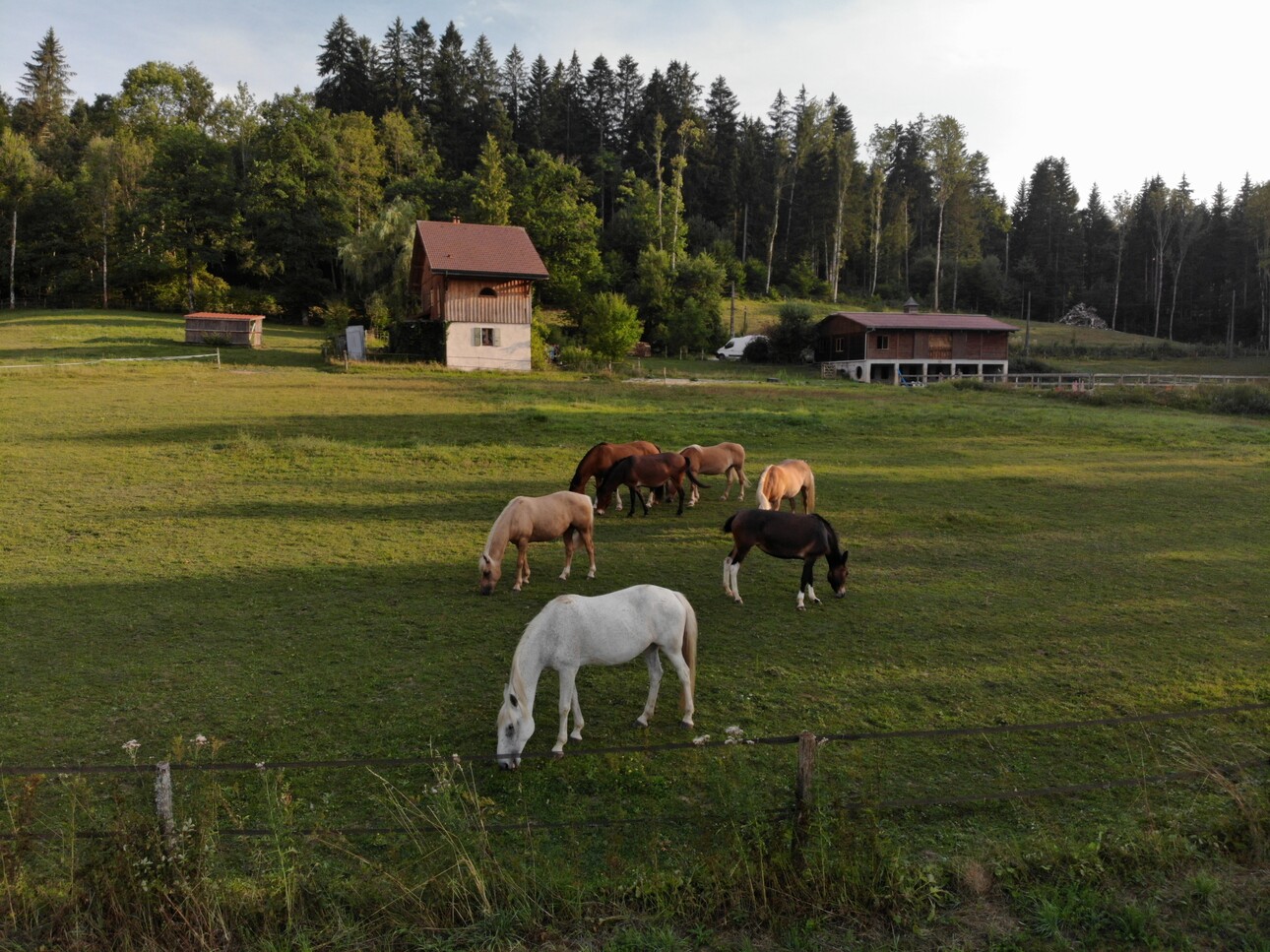 Photos 3 - Équestre - Propriété équestre 2,4 ha au calme en montagne mais proche toutes commodités et de Genève