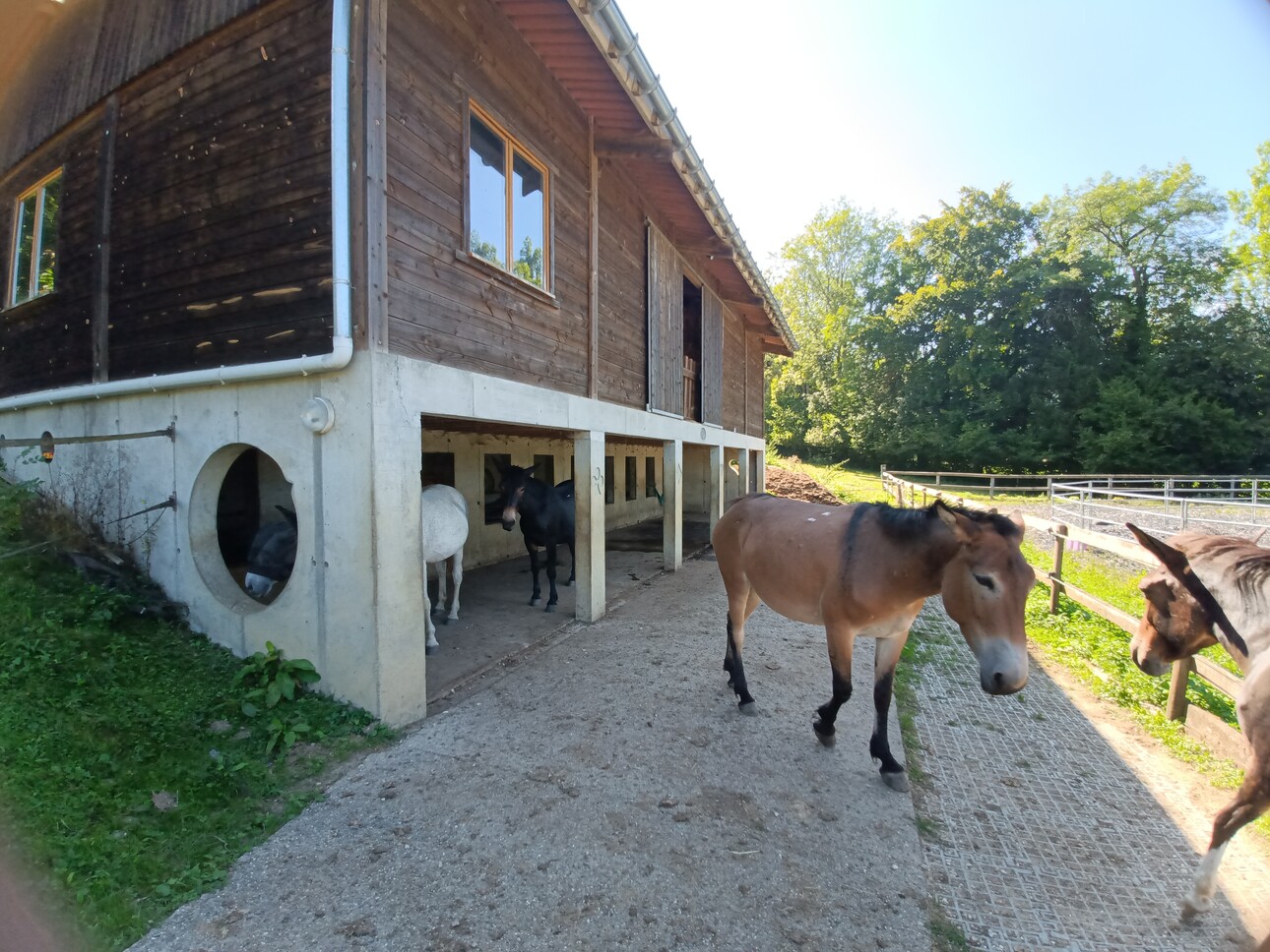 Photos 11 - Équestre - Propriété équestre 2,4 ha au calme en montagne mais proche toutes commodités et de Genève