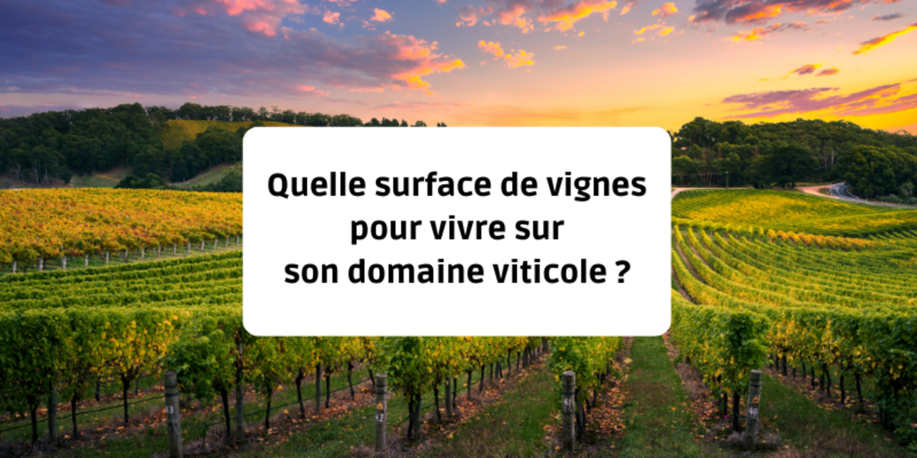 Quelle surface de vignes pour vivre sur son domaine viticole ?