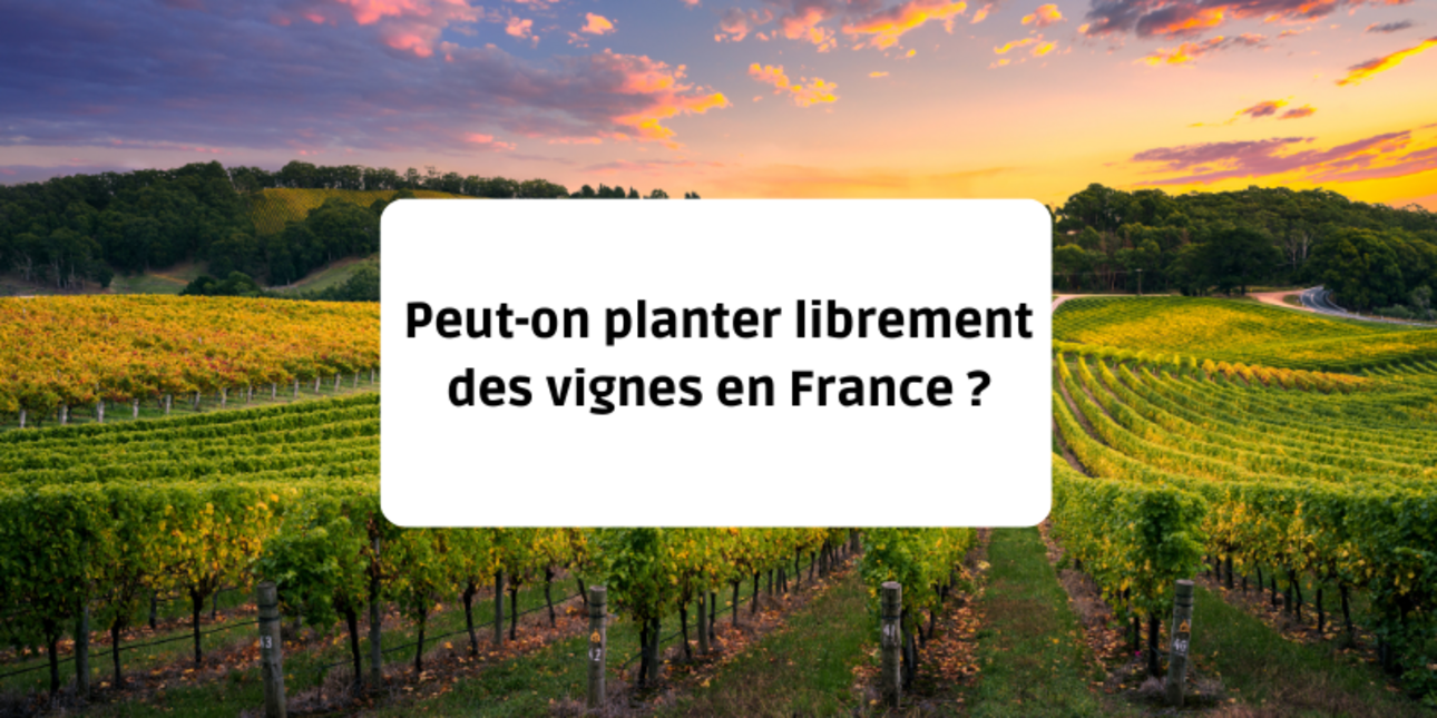 Can we freely plant vines in France?