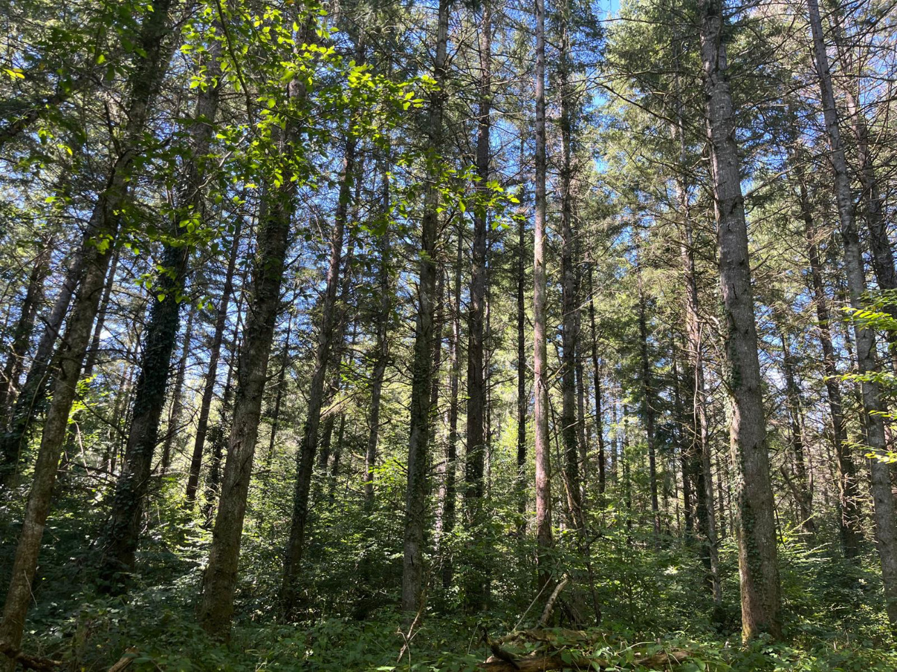 Photos 1 - Forestière - Forêt résineuse de 8 ha dans la Nièvre