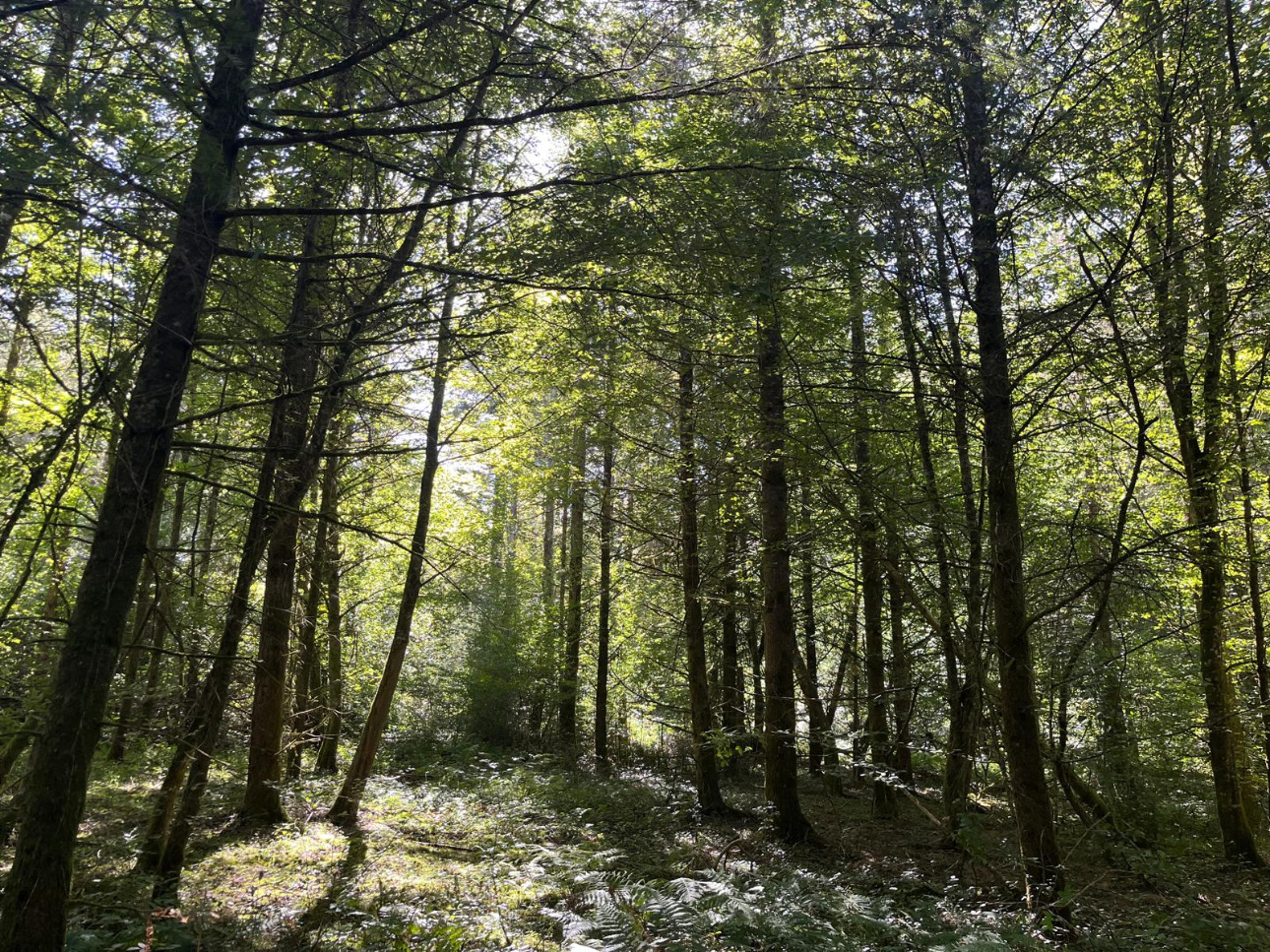 Photos 2 - Forestière - Forêt résineuse de 8 ha dans la Nièvre