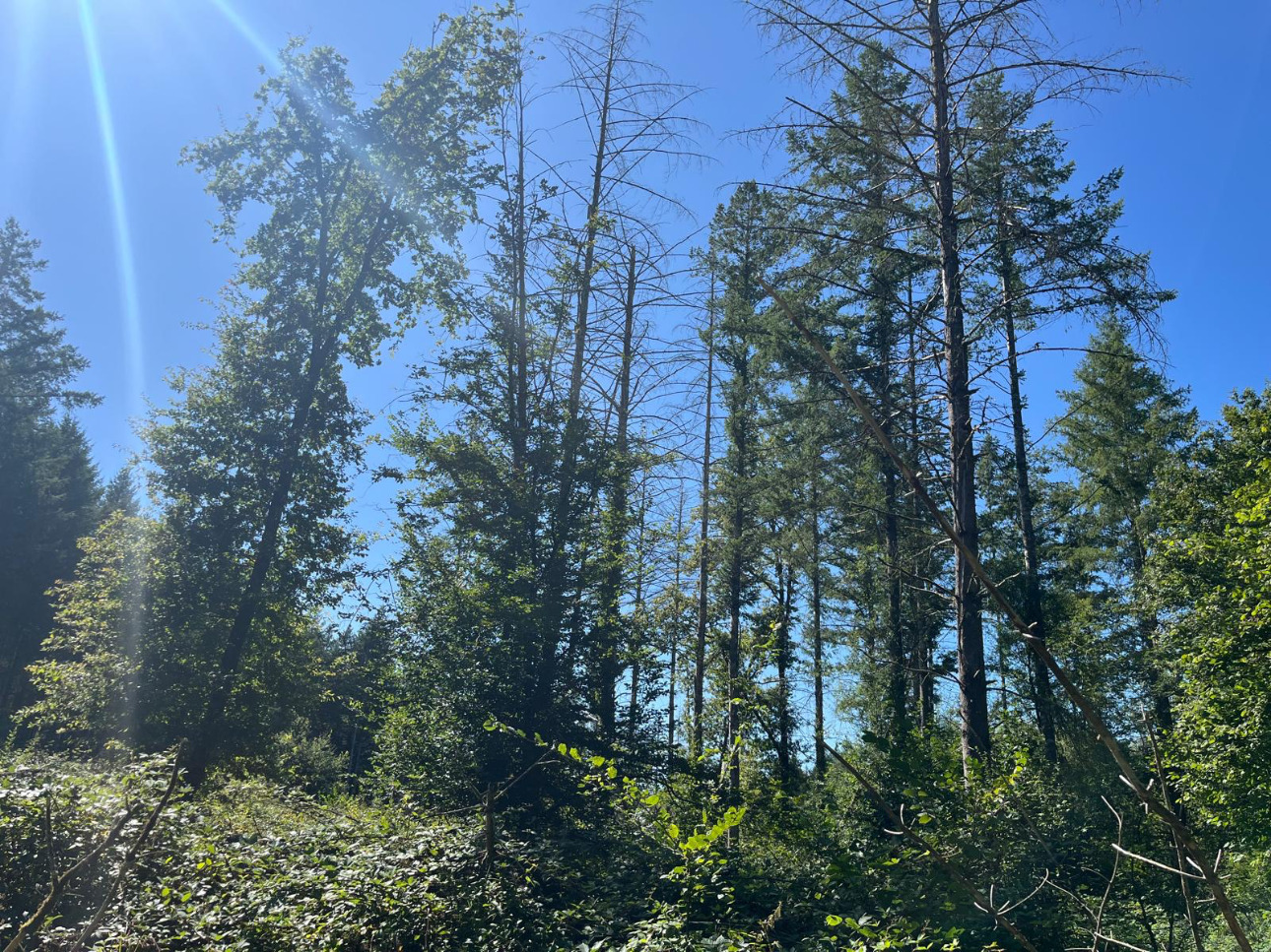 Photos 3 - Forestière - Forêt résineuse de 8 ha dans la Nièvre