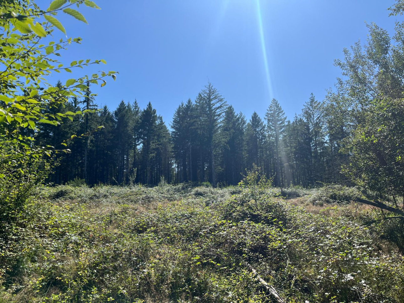 Photos 4 - Forestière - Forêt résineuse de 8 ha dans la Nièvre