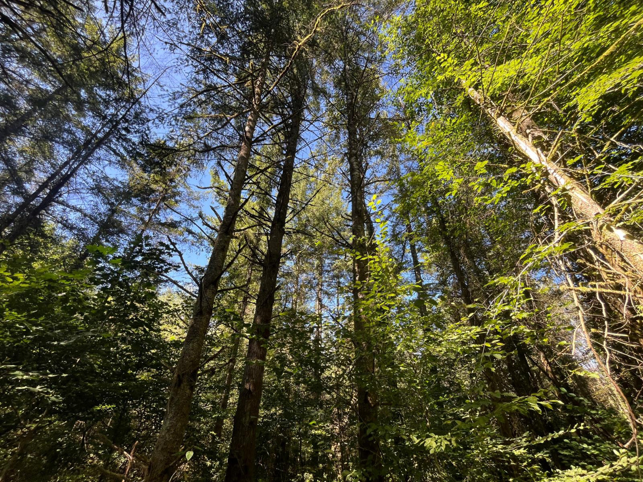 Photos 5 - Forestière - Forêt résineuse de 8 ha dans la Nièvre