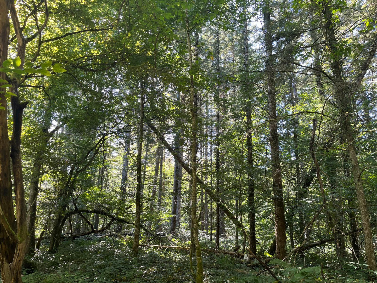 Photos 6 - Forestière - Forêt résineuse de 8 ha dans la Nièvre