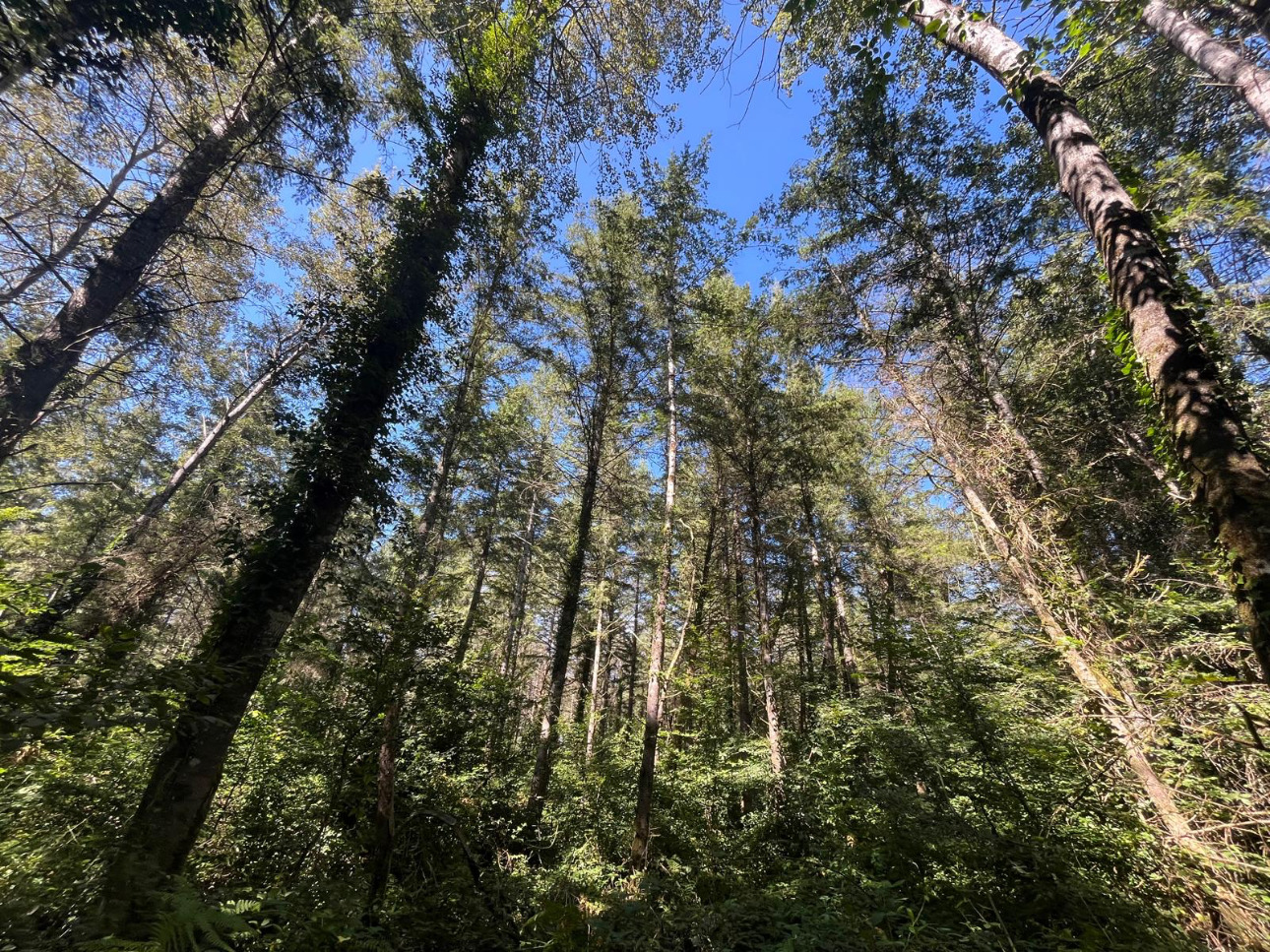 Photos 7 - Forestière - Forêt résineuse de 8 ha dans la Nièvre