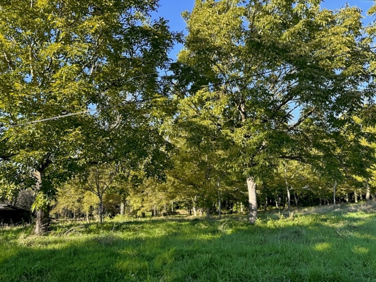 Photos 8 - Agricole - Dpt Gers (32), à vendre proche de EAUZE - Hangar agricole et bois- Terrain de 61200 m²