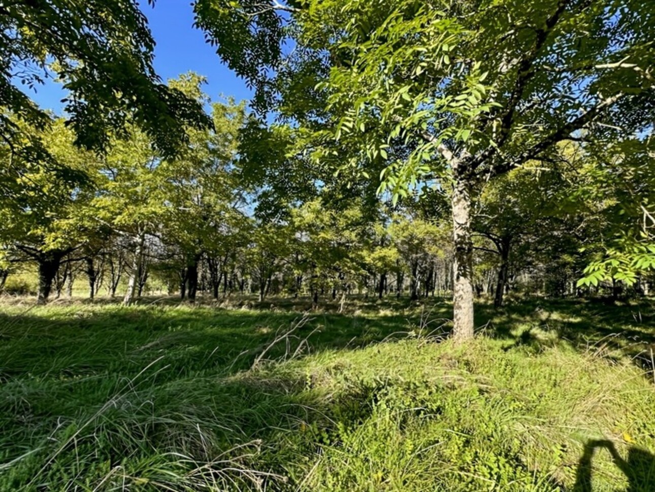 Photos 10 - Agricole - Dpt Gers (32), à vendre proche de EAUZE - Hangar agricole et bois- Terrain de 61200 m²