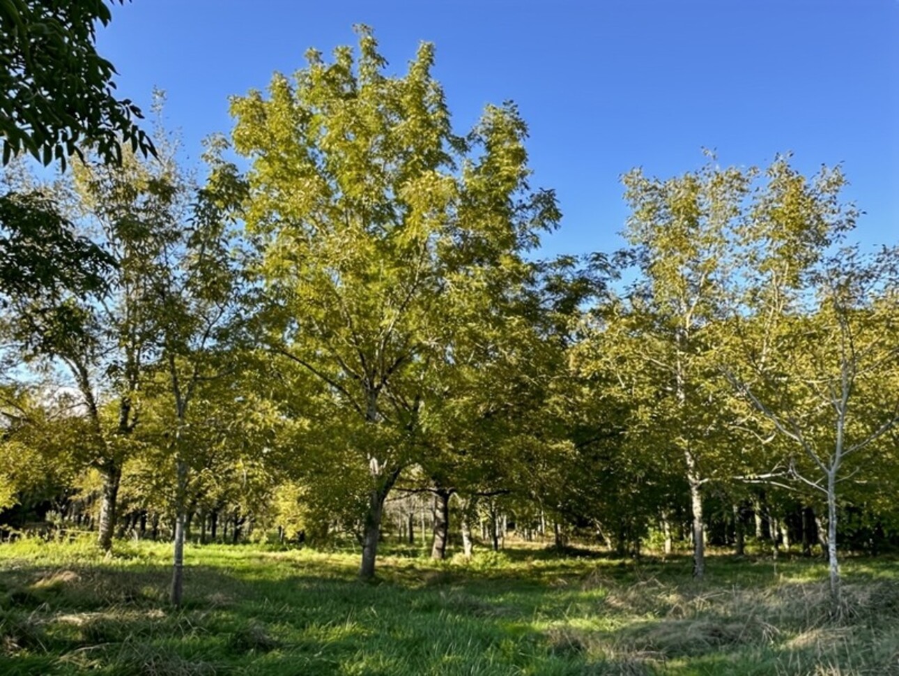 Photos 12 - Agricole - Dpt Gers (32), à vendre proche de EAUZE - Hangar agricole et bois- Terrain de 61200 m²