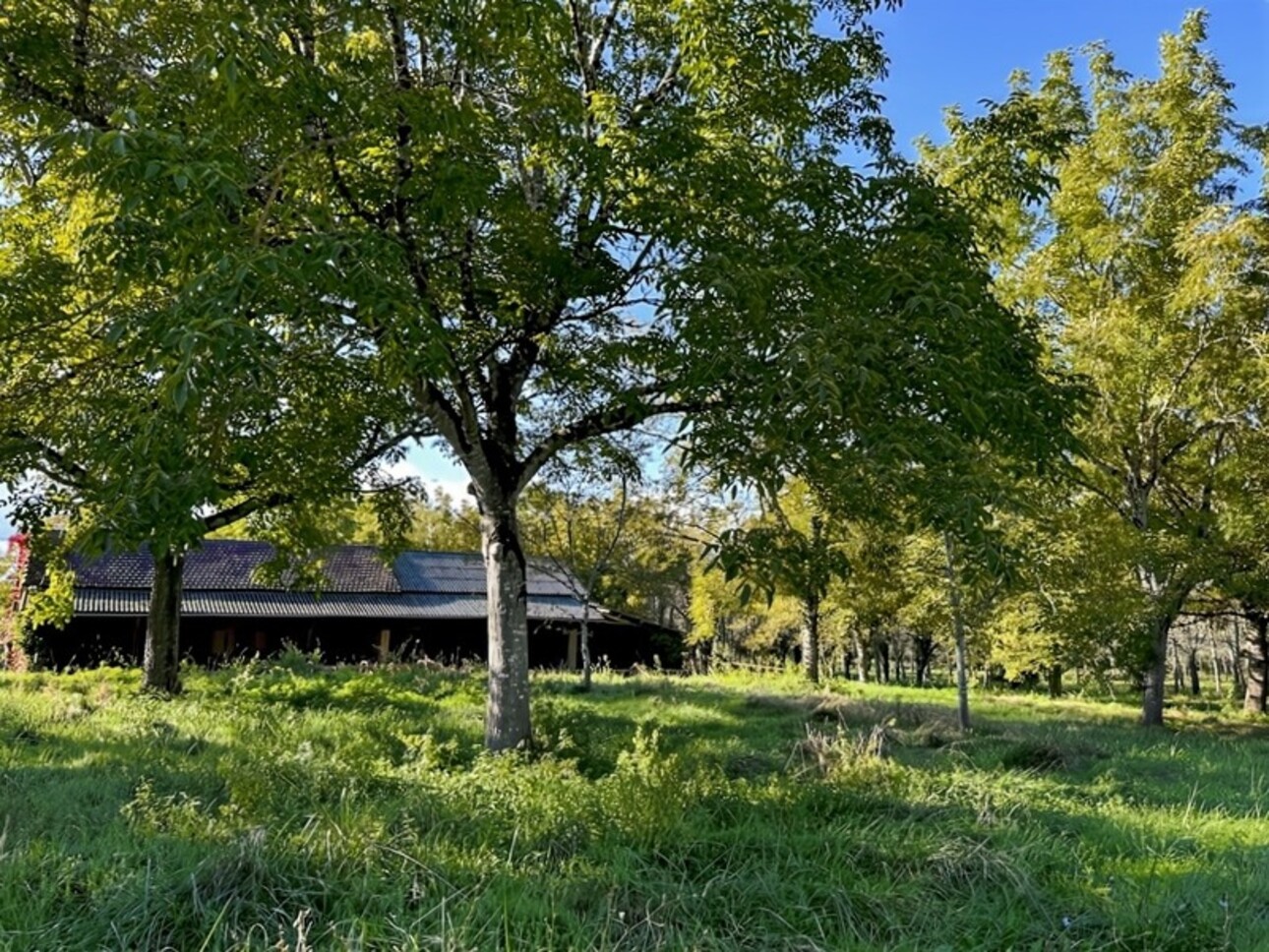 Photos 13 - Agricole - Dpt Gers (32), à vendre proche de EAUZE - Hangar agricole et bois- Terrain de 61200 m²